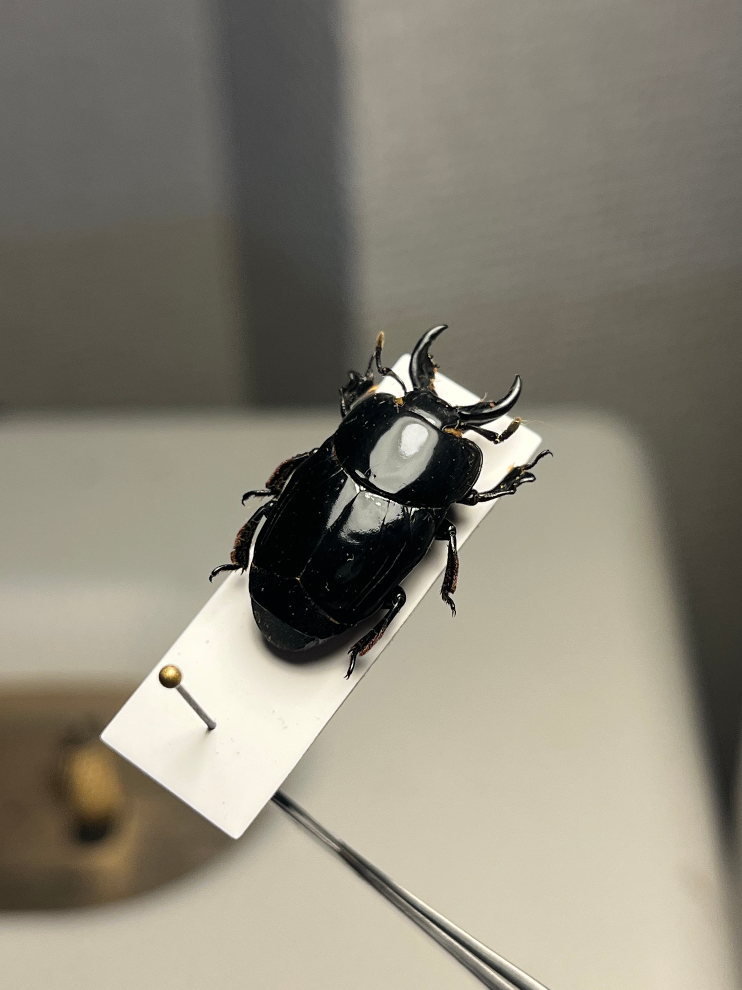 【18mm】漆を塗ったかのような艶感が美しいエンマムシの一種 ボツワナ産 標本 22mm】漆を塗ったかのような艶感が美しいエンマムシの一種 ボツワナ産