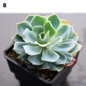 選べる抜き苗 ツナミ Echeveria 'Tsunami'