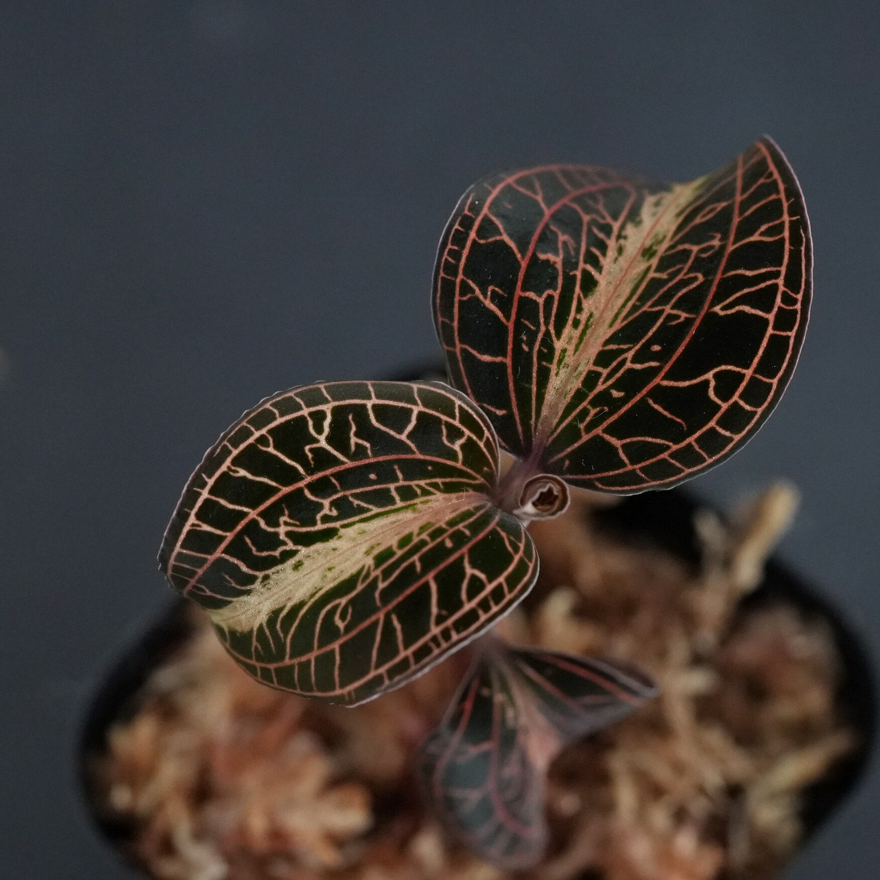 極美】大型種 ジュエルオーキッド Anoectochilus burmanicus 極美】大型種 ジュエルオーキッド Anoectochilus burmanicus