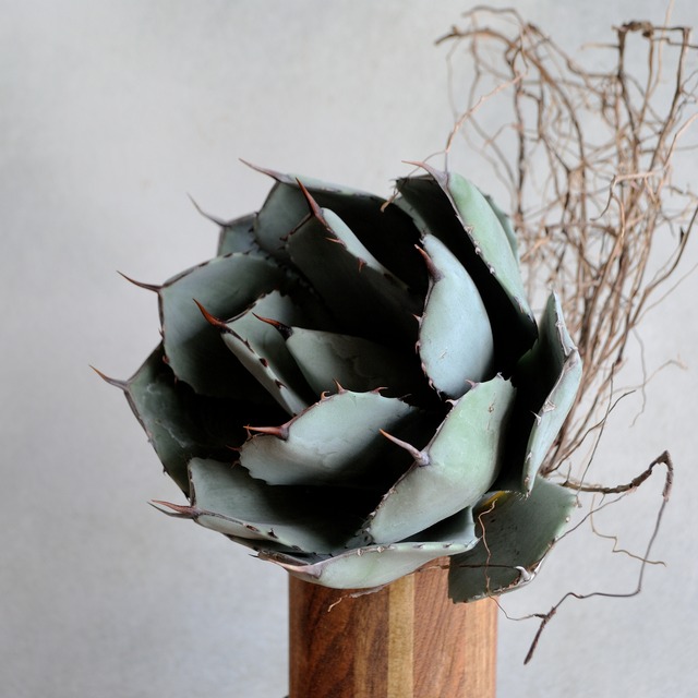 アガベ パリー トランカータ 中株