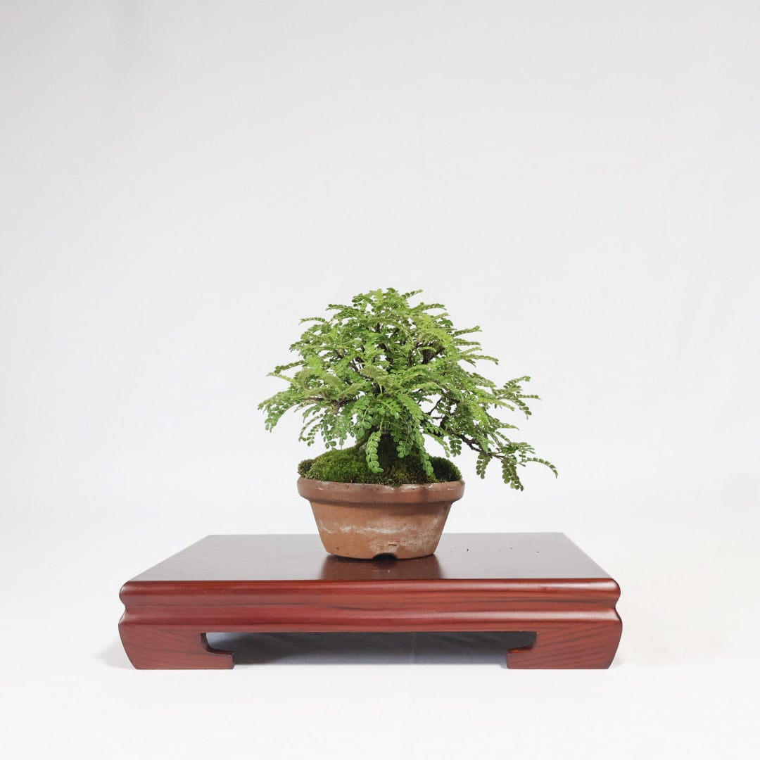 磯山椒　ミニ盆栽　幹太いです Amazon.co.jp: 『磯山椒』イソザンショウ 小品盆栽【泰寿園