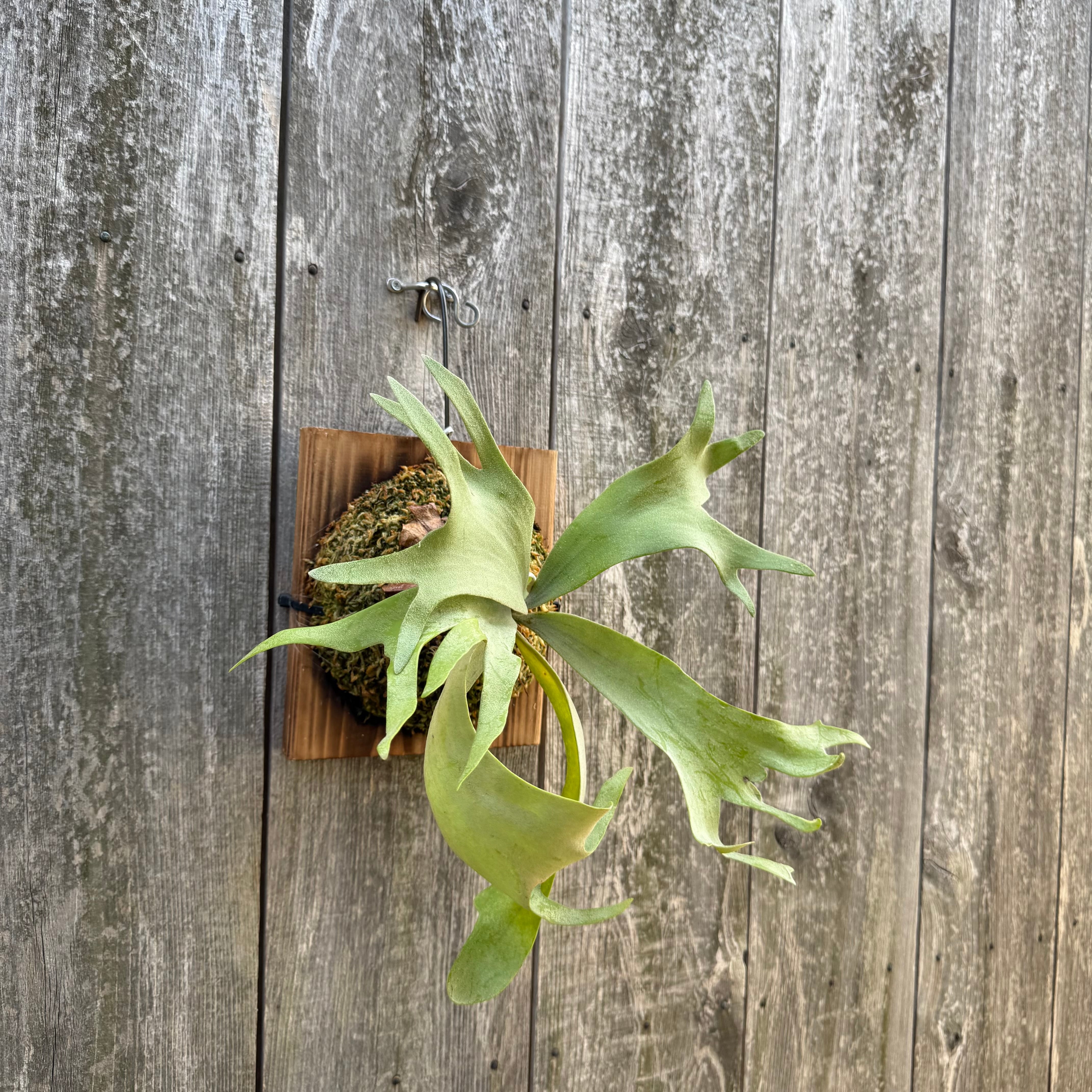 P. willinckii cv. Soho (sporeling) | naturefix