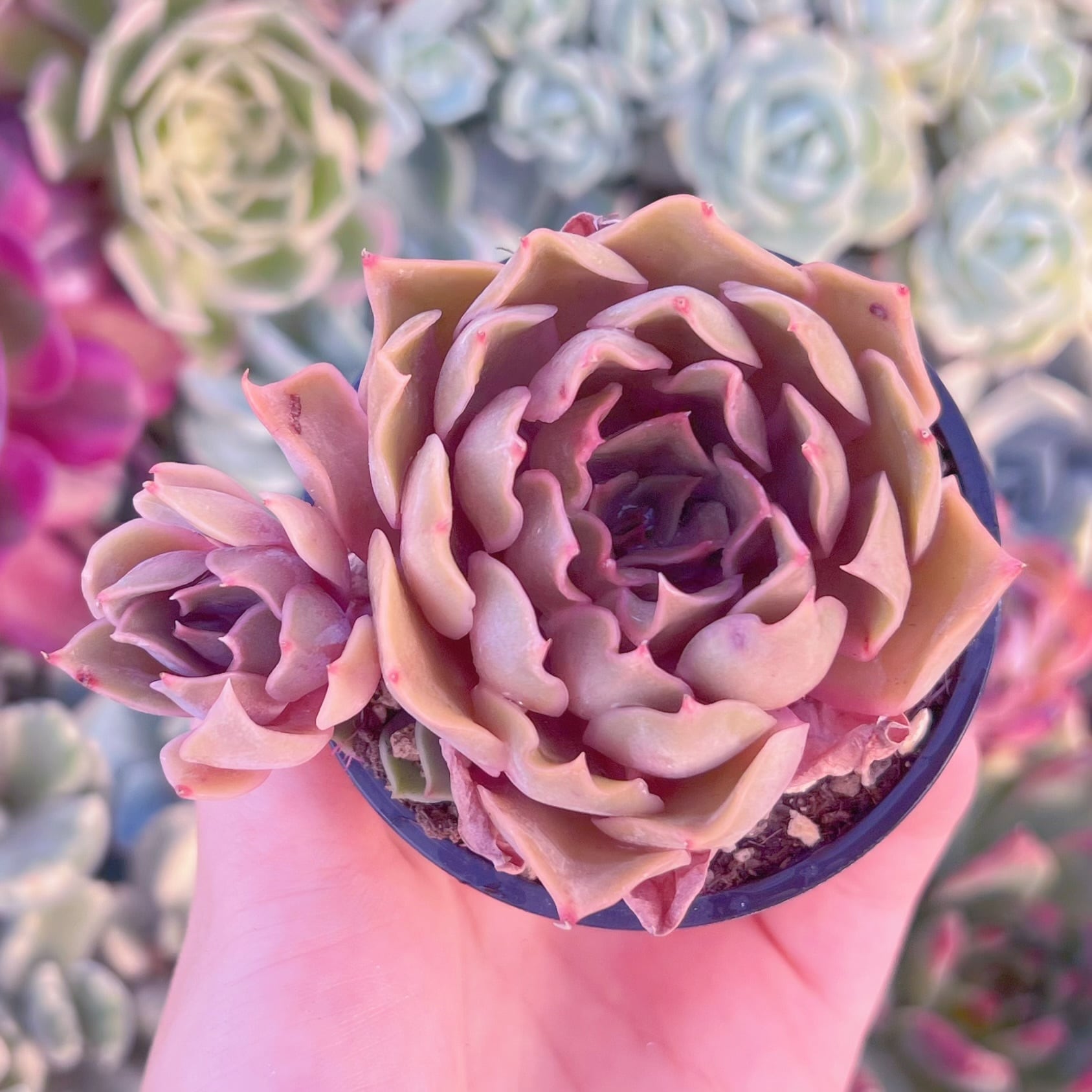 現品　Kiss#B45　るる農園