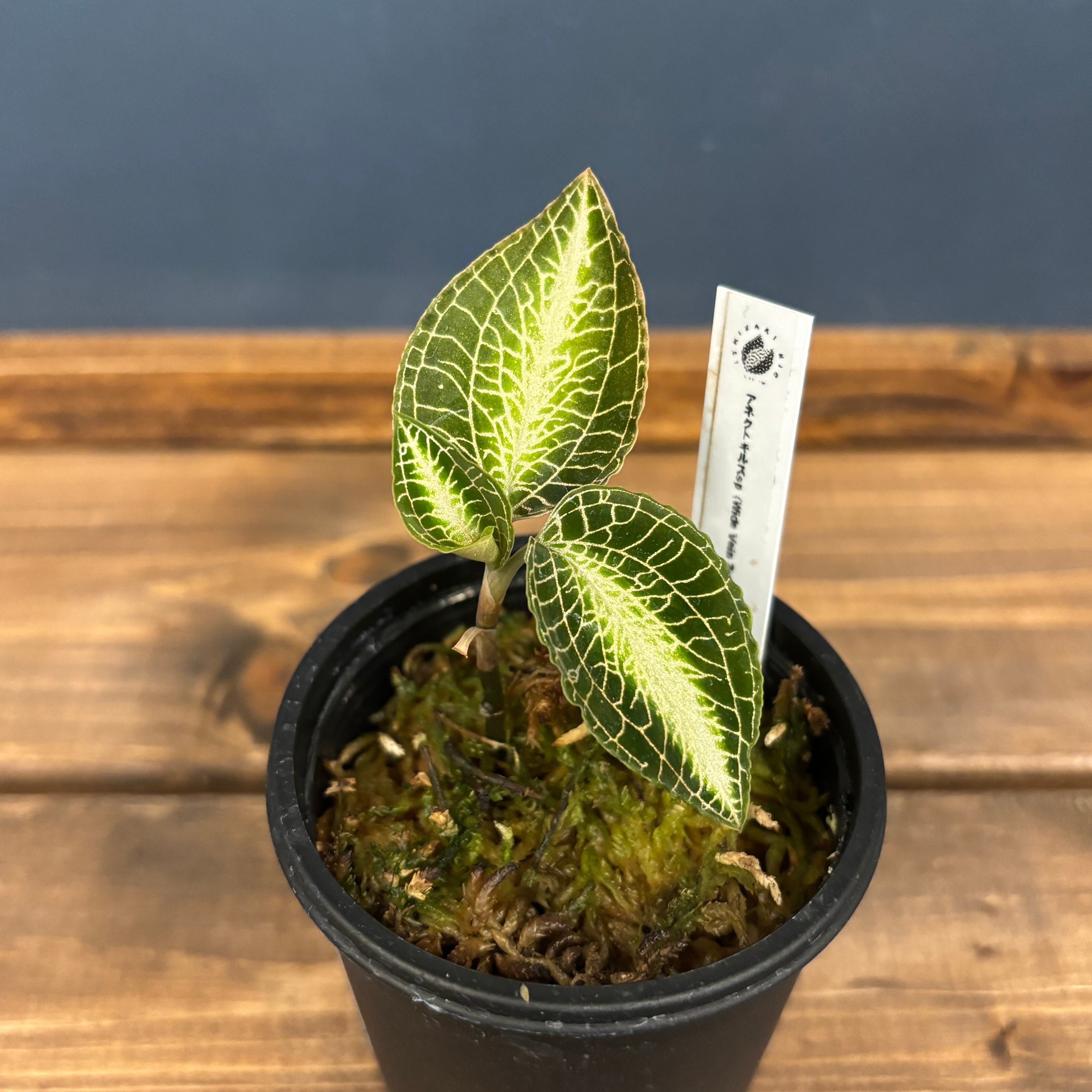 アネクトキルス sp Wide Vein Type【1092】