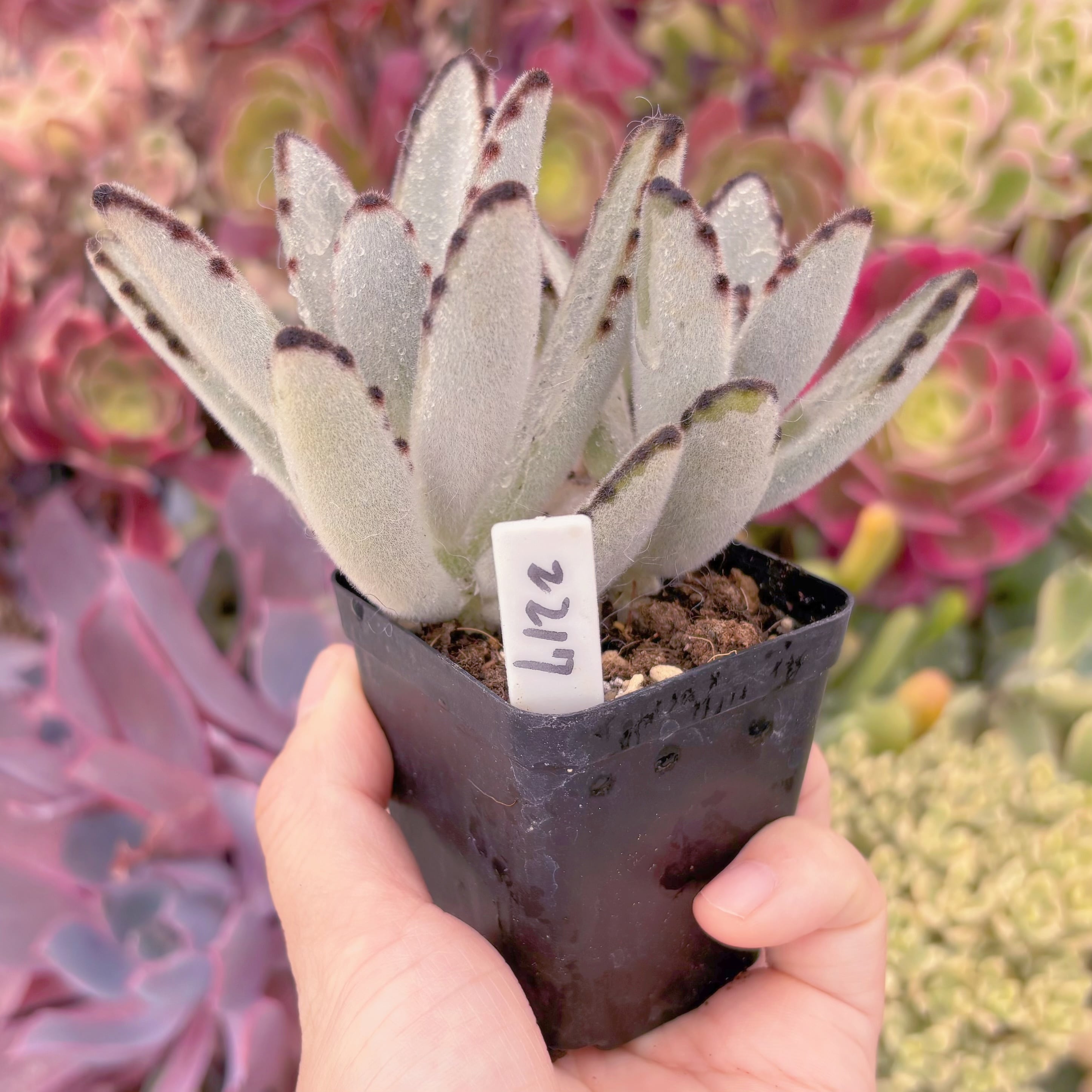 現品 月兎耳#2217 るる農園 | るる農園~多肉植物専門