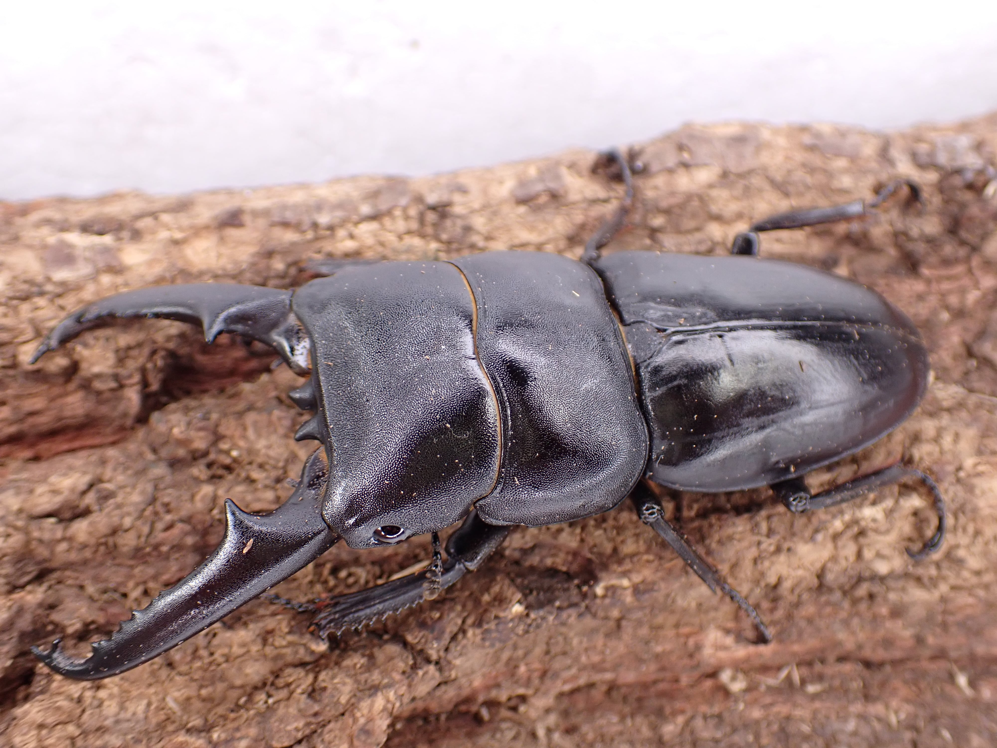 ツシマヒラタクワガタ ペア①レコード血統♂75.5㎜×♀44㎜ | クワガタ