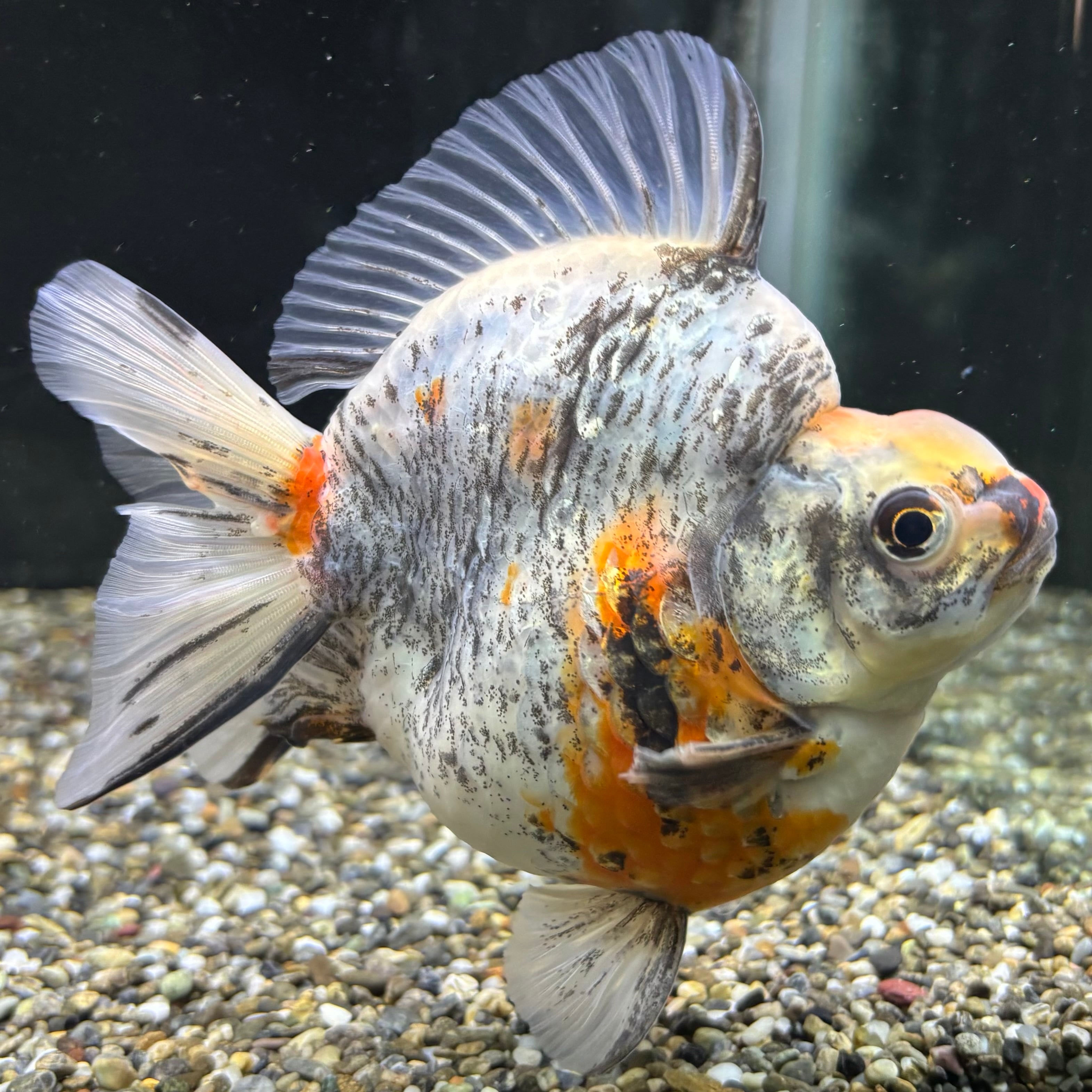 セレクト】だるま琉金 トリカラー 14cm | 金魚・熱帯魚専門店