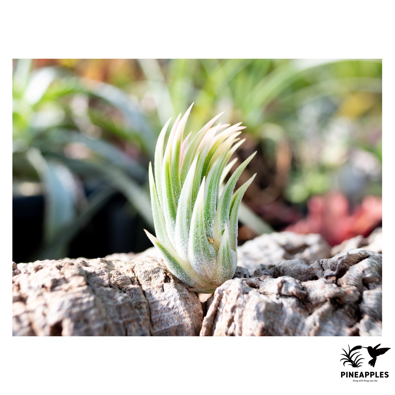 Tillandsia ionantha 'Albomarginata' 【現品】 - 1