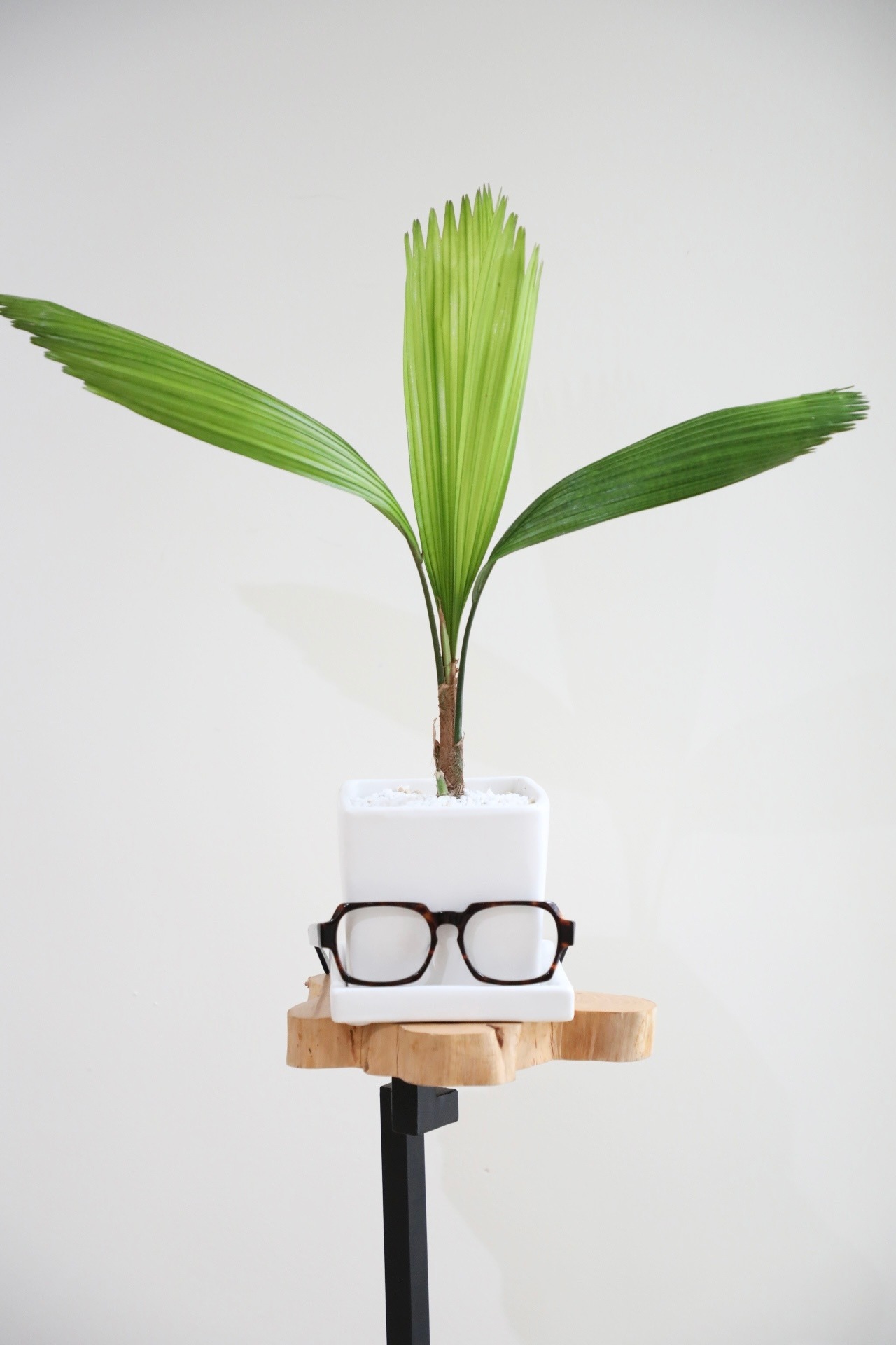 【M】ウチワヤシ/Borassus flabellifer ※陶器鉢付き