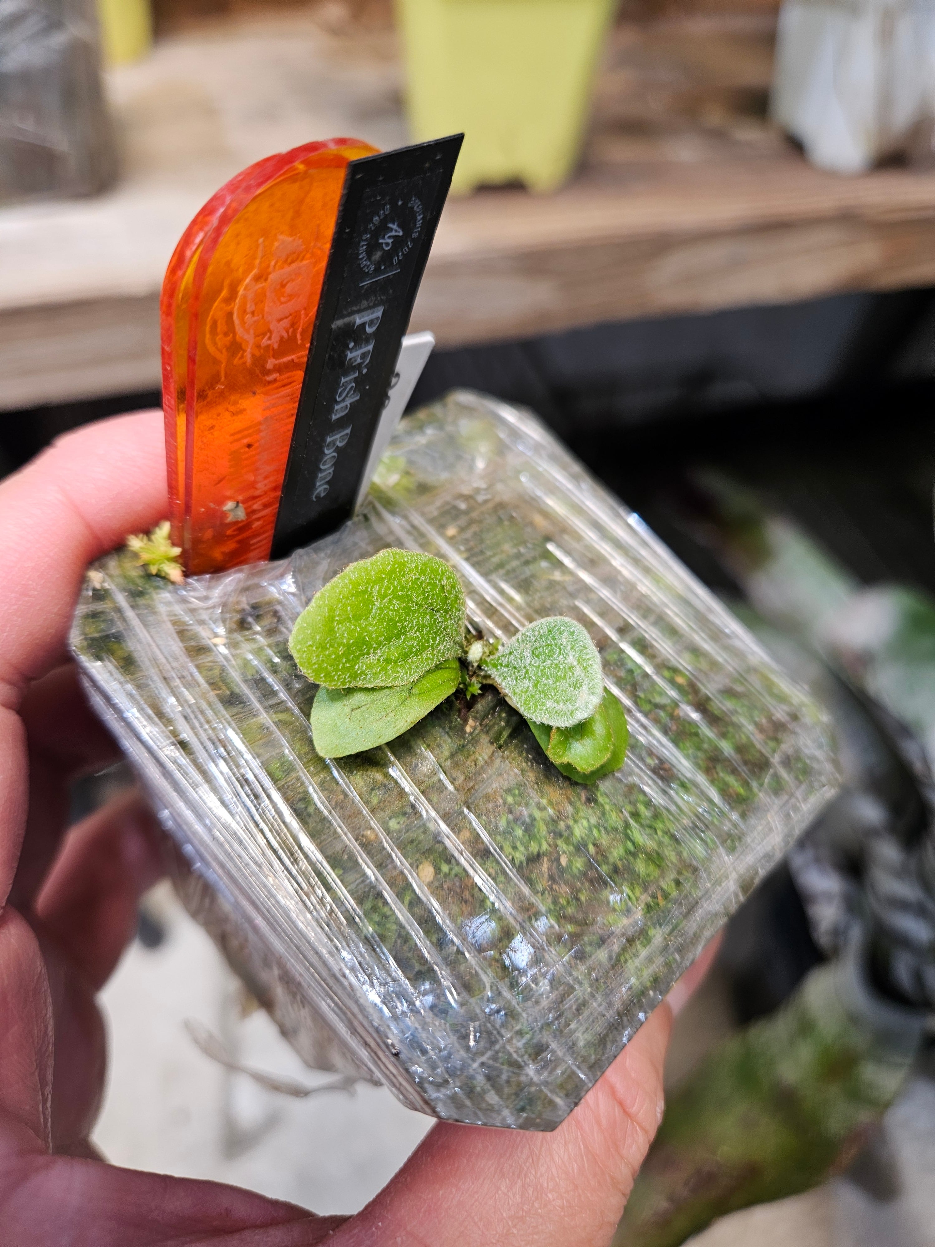 ビカクシダP.Willinckii Watchara Fish Bone OC P.willinckii Fish Bone(OC) 【artPLANTs/PLANTS GARAGE】 ビカクシダ