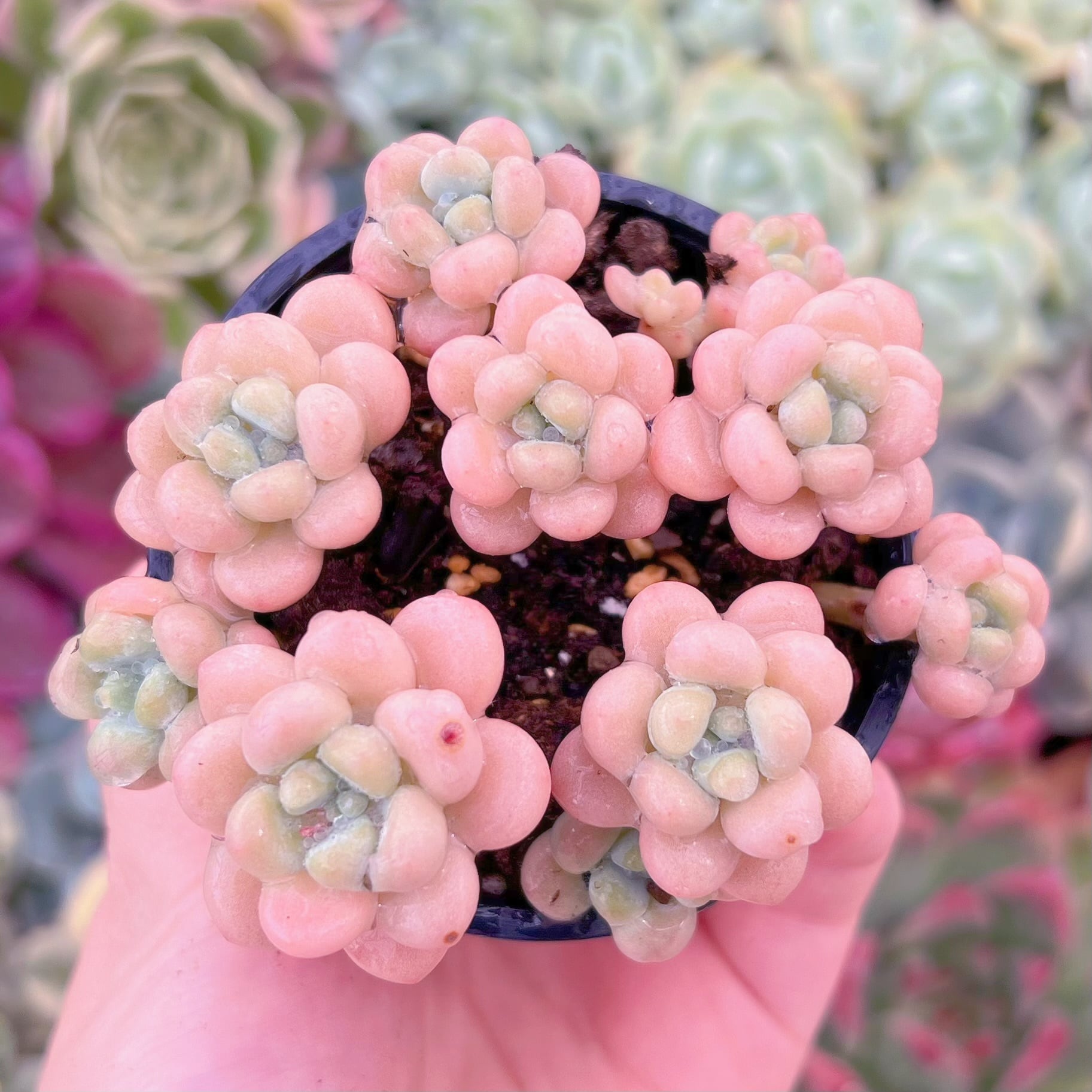 現品　丸葉ストロベリーミルク#F042　群生　るる農園