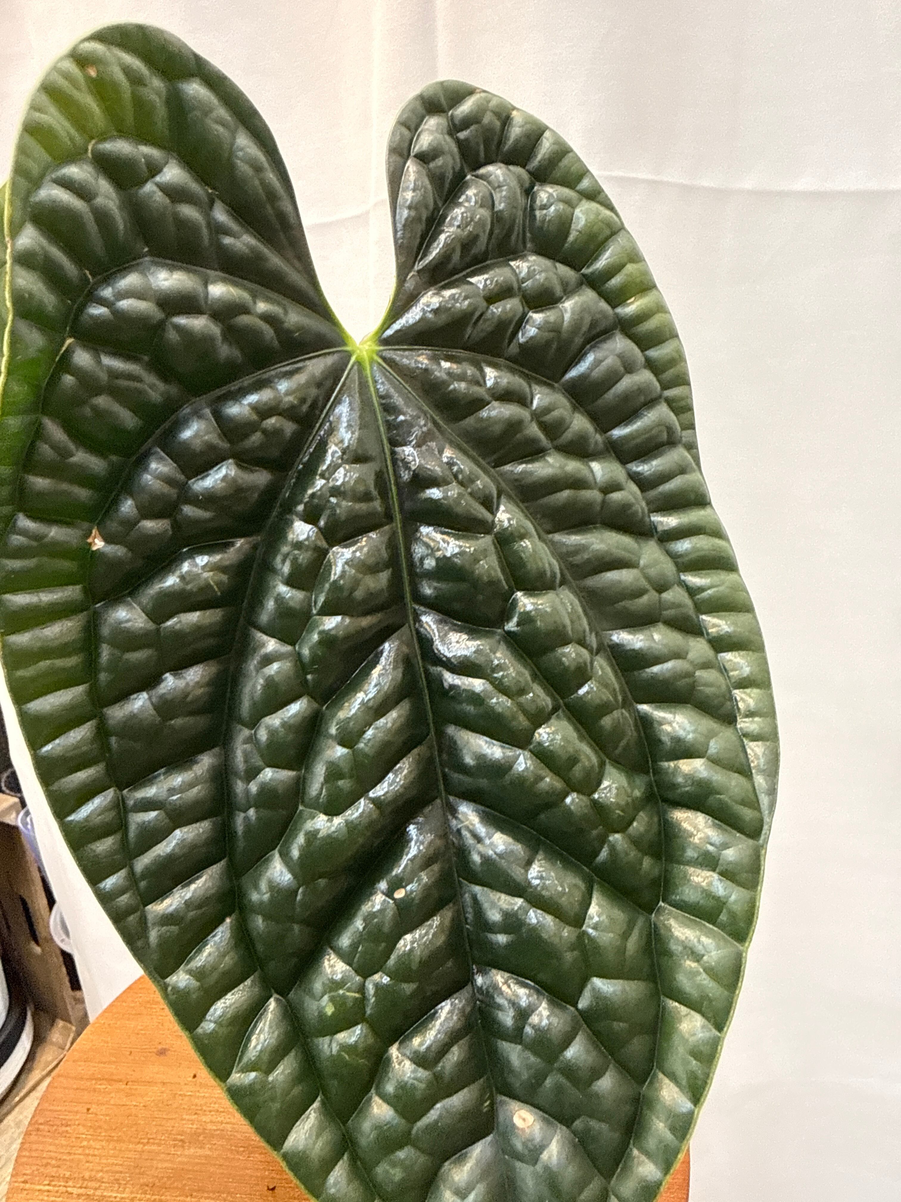 Anthurium luxurians black /アンスリウム ルクスリアンスブラック