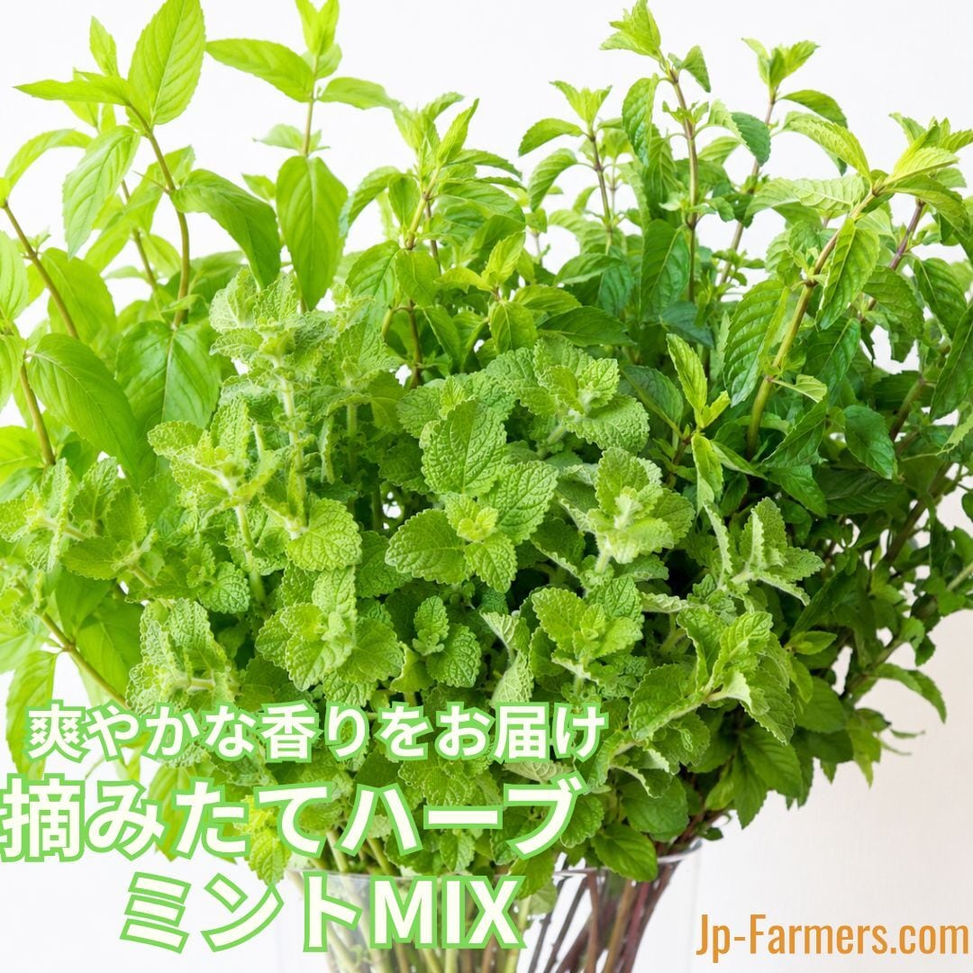 爽やかな香りをお届け 摘みたてハーブ ミントMIX 40本 | 新鮮お花問屋