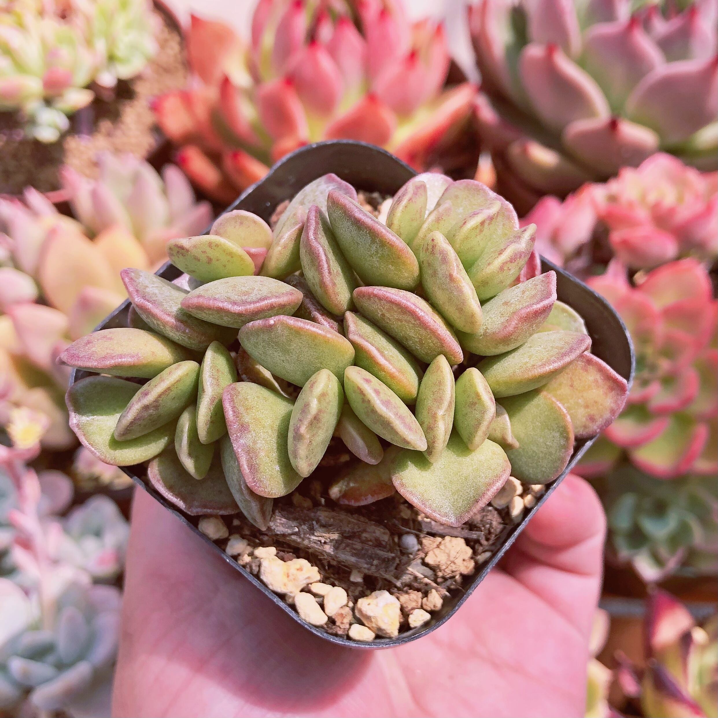 多肉植物　ピンクハート　群生