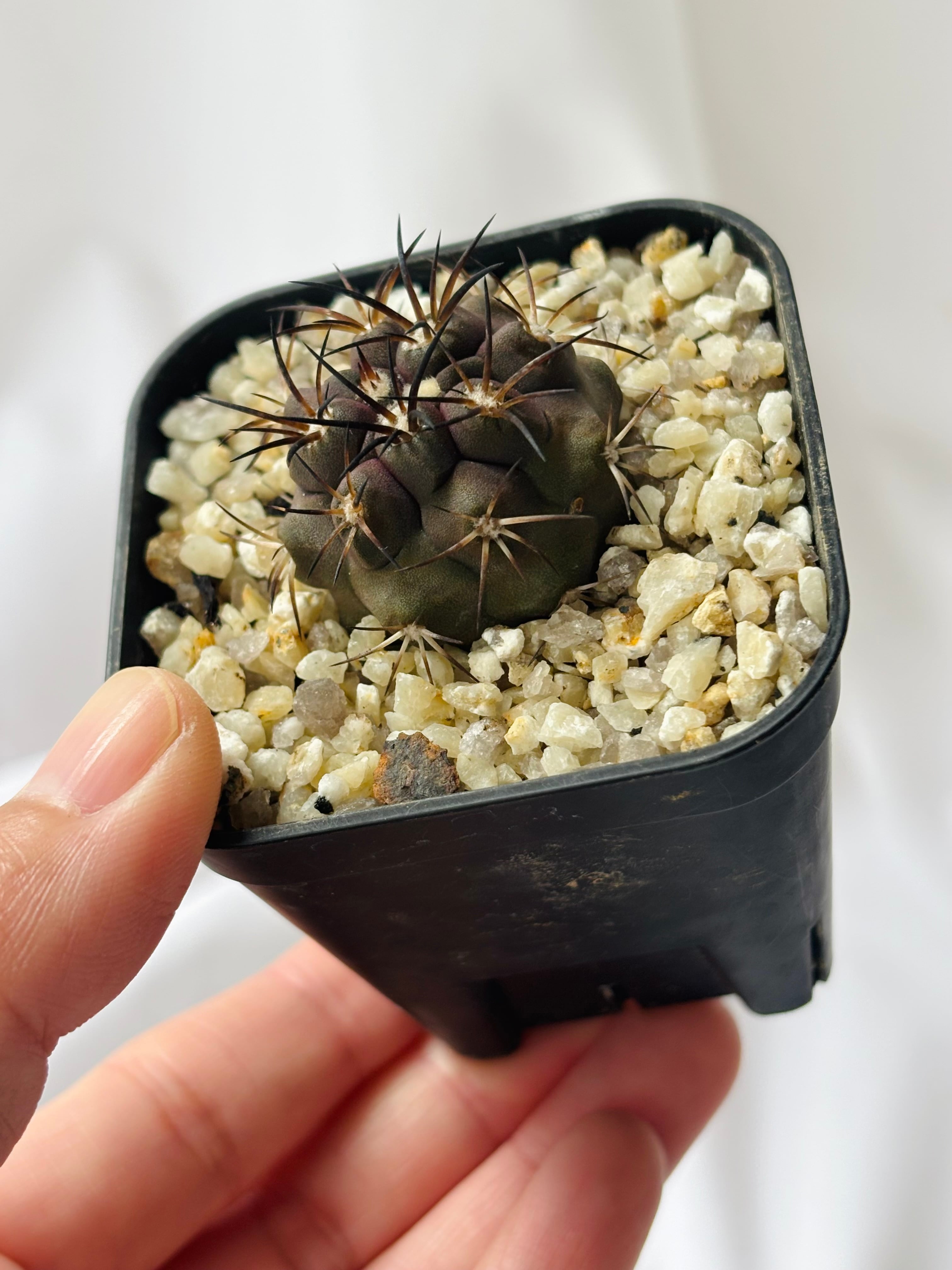 Copiapoa dura　コピアポア　デュラ　銅鑼丸　サボテン 実生 群生 Copiapoa dura コピアポア デュラ 銅鑼丸 サボテン | plants MARU