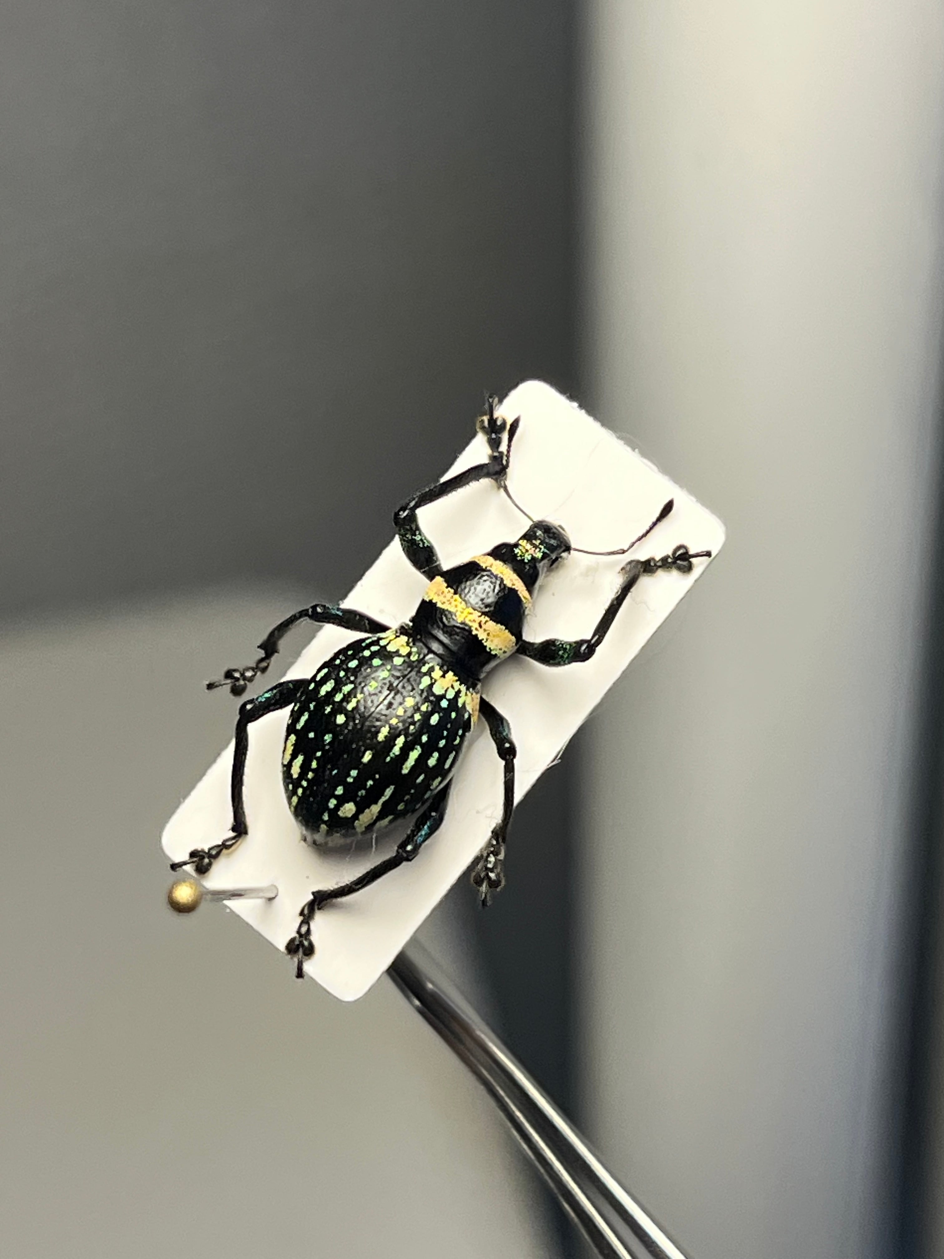 13mm】トロピカルなカラーリングのフィリピン固有カタゾウムシ 標本