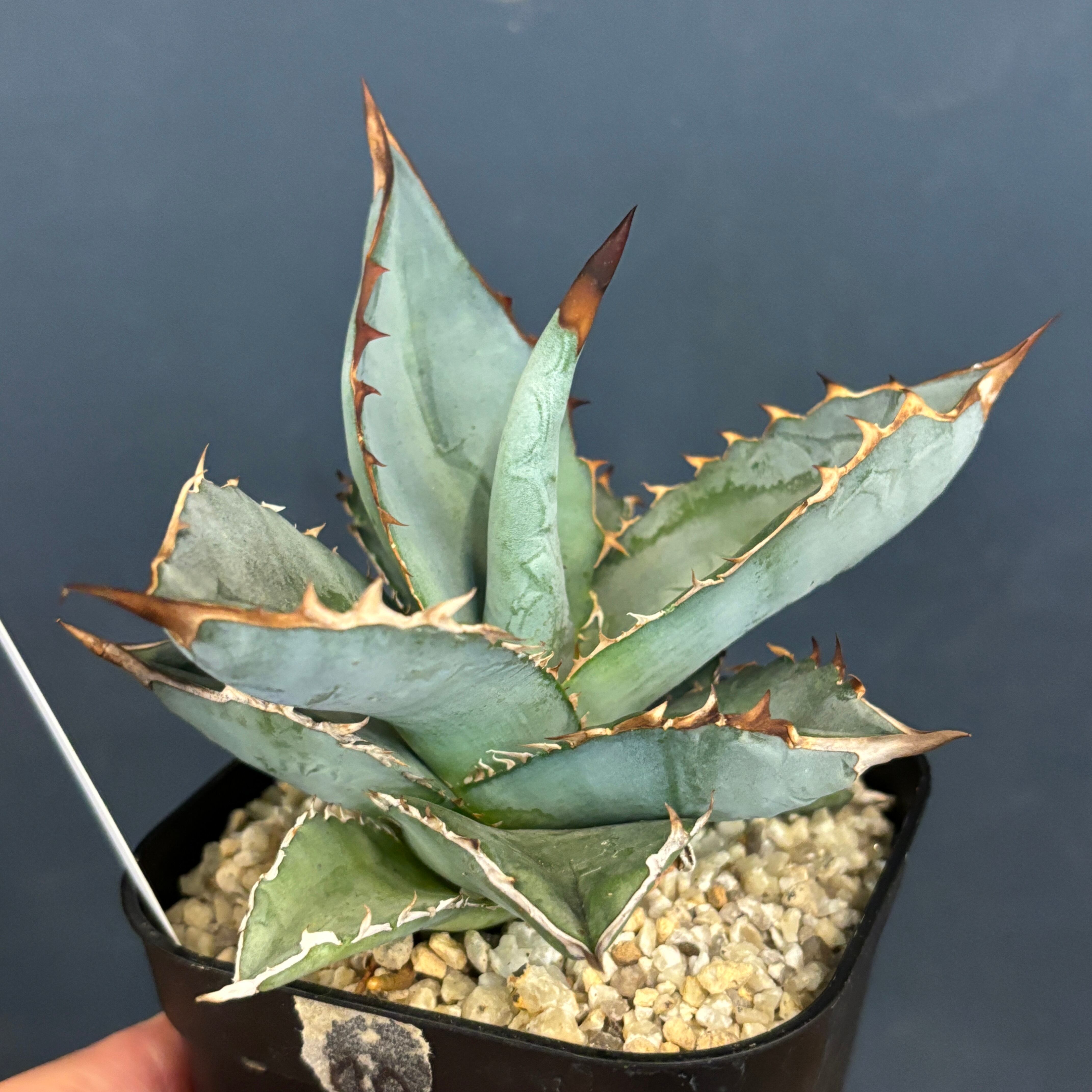 大株アガベ チタノタ 大株アガベ チタノタ 【公式通販】