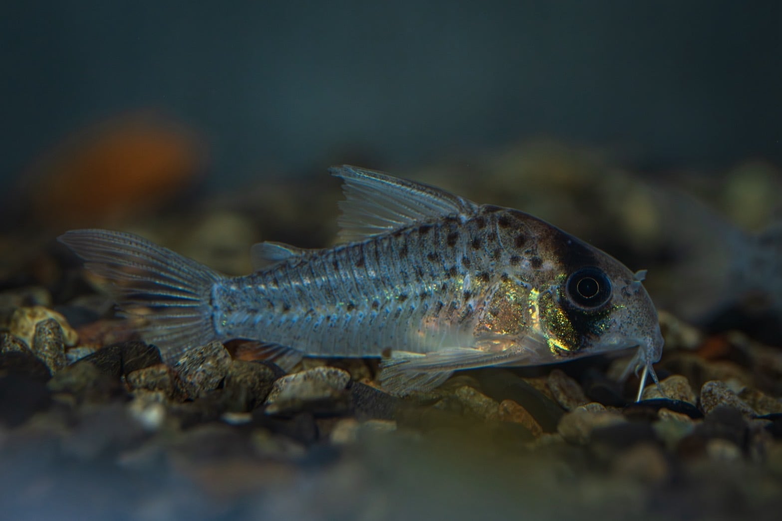 Bucephalandra sp.Silver eagle red (ブセファランドラsp.シルバー