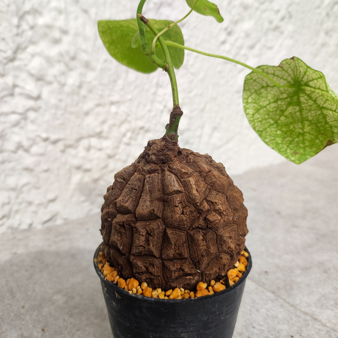 【希少な斑入り】Stephania suberosa / ステファニア スベローサ