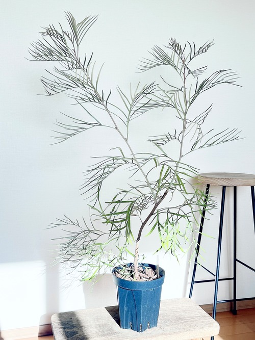 耐寒強 グレビレア シルビア オージープランツ 観葉植物 calm cafe