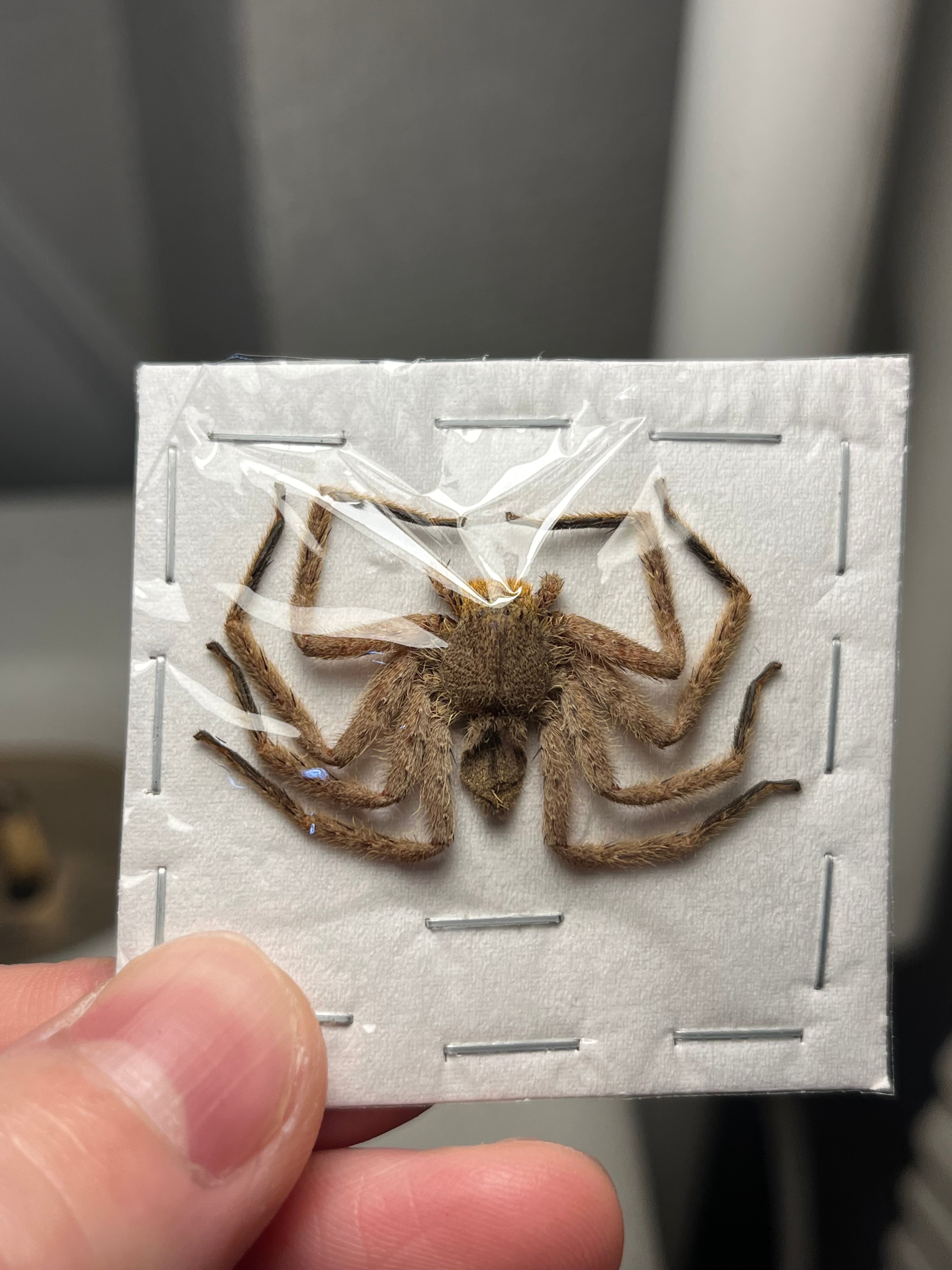 属内最高峰】ルリモンスカシジャノメ アンドロメダスカシジャノメ