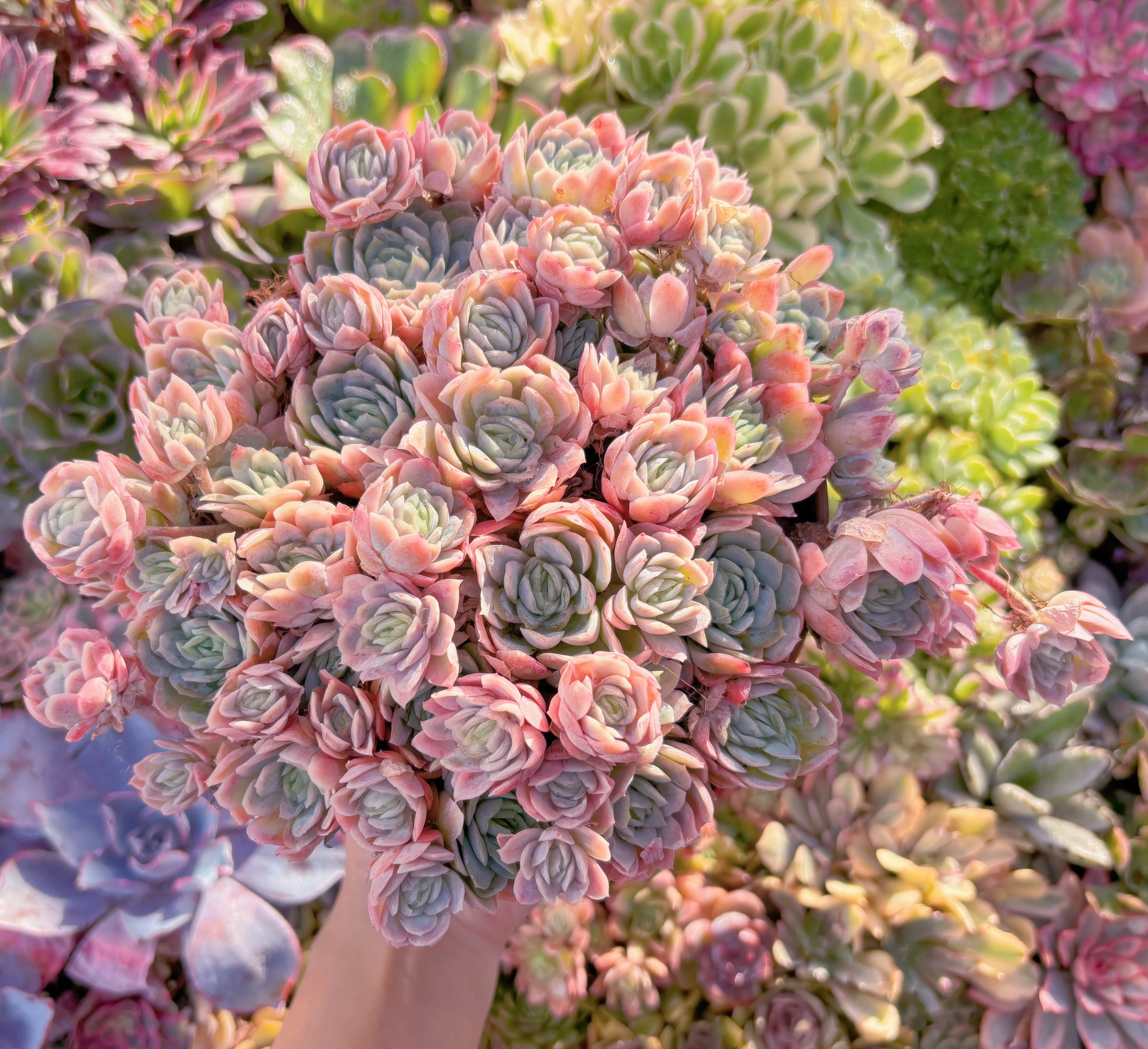 現品　クィーンローズ覆輪錦#864　特特大群生　るる農園