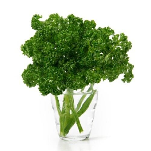 5回分セット【ヘアクレンジング 1回使い切りパウチタイプ】チェントン