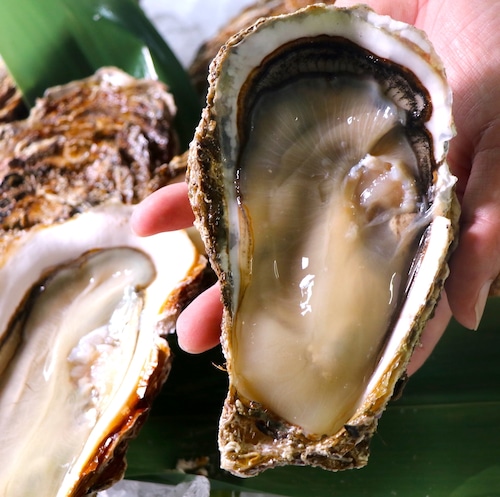 手のひらからこぼれる大きさ！三陸の海の香り、驚くほど濃厚滋味、頬ばる海の宝石、どっさり！贅沢な殻付き牡蠣（１６個前後）