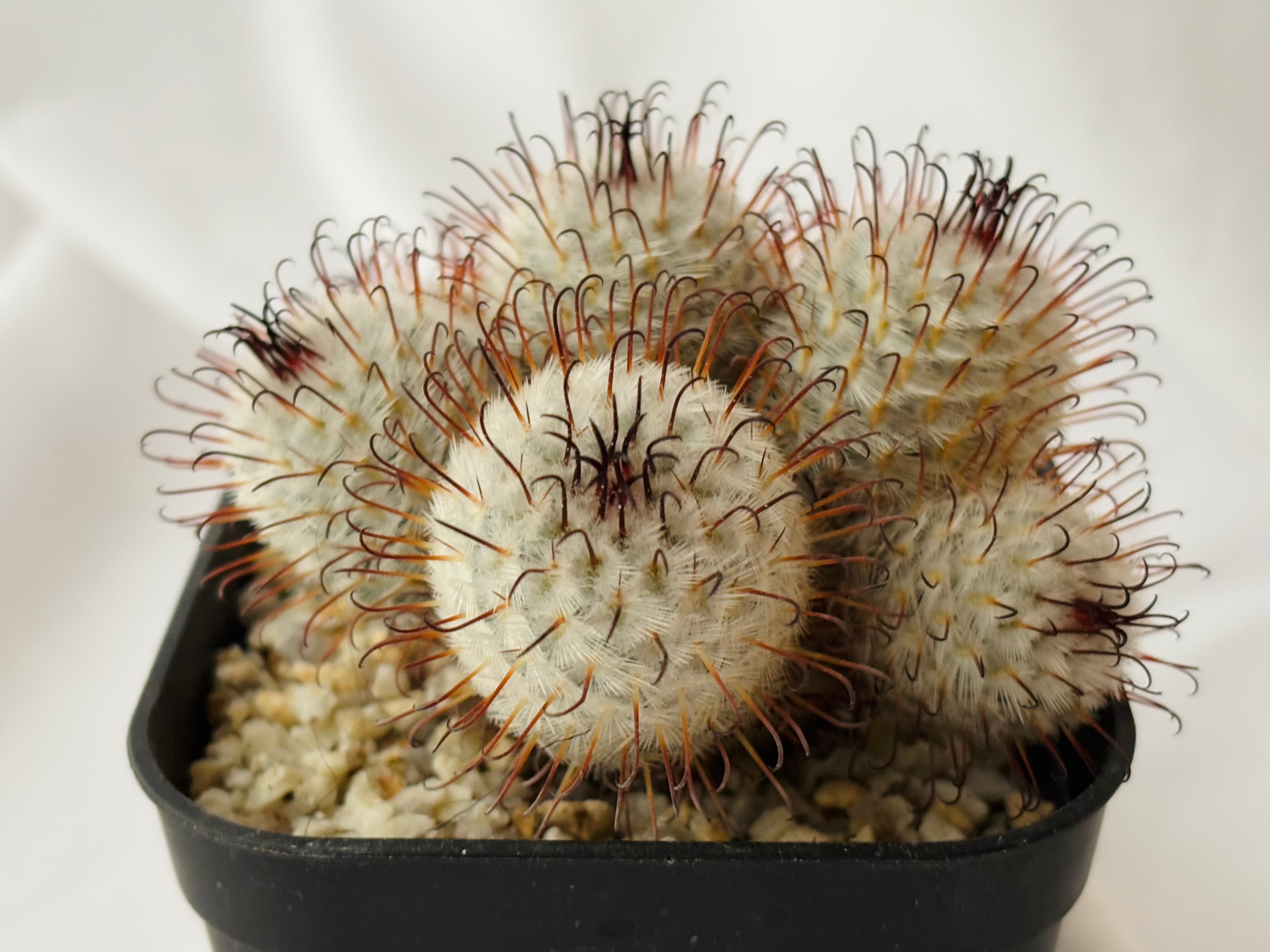Mammillaria perezdelarosae マミラリア ペレスデラロサエ サボテン