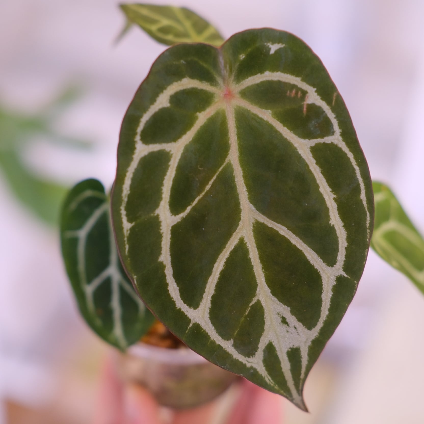 Anthurium chocolate × Anthurium Red crystallinum NSE｜アンスリウム