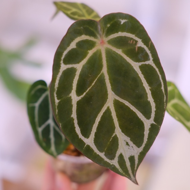 Anthurium chocolate × Anthurium Red crystallinum NSE｜アンスリウム ココレート × レッドクリスタリナム②｜観葉植物