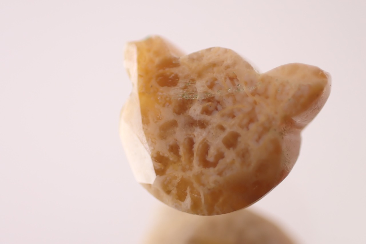 フォッシルコーラル(猫カット)　1.56ct　[D11‐571]