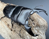 【WD】《スマトラオオヒラタ パダン産 87mm ペア》