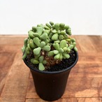 Ceraria pygmaea【ケラリア・ピグマエア】