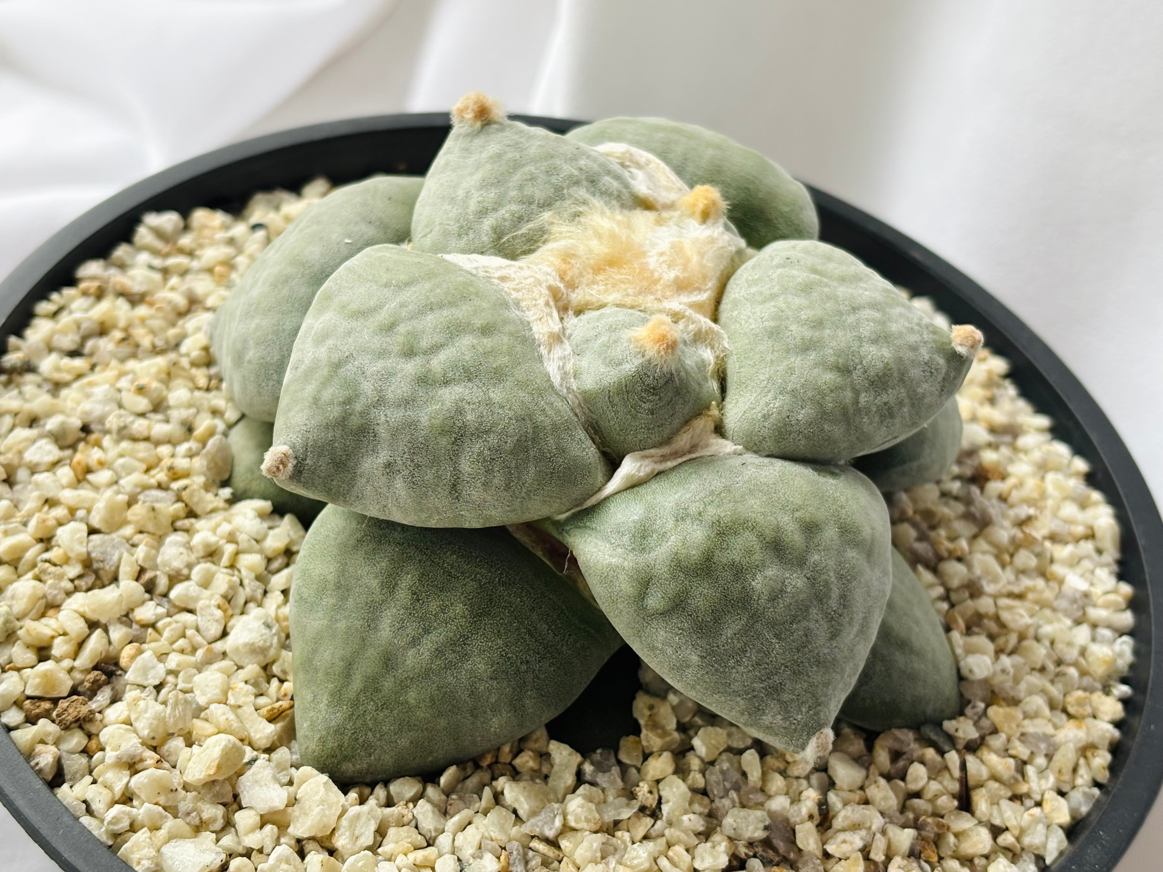 Ariocarpus furfuraceus f. アリオカルプス 大疣青磁牡丹 サボテン