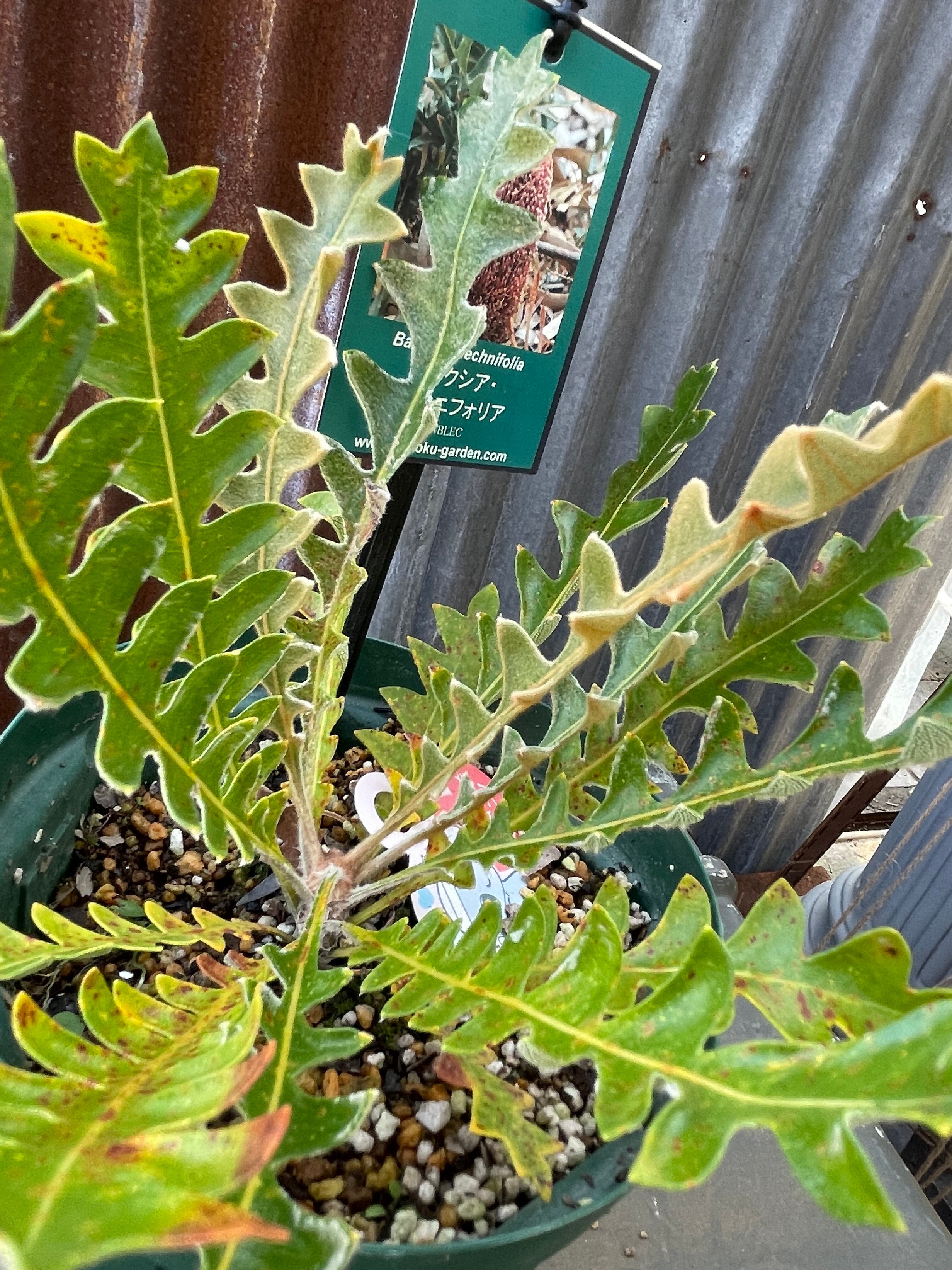 バンクシア ブレクニフォリア⑧ | 沼ノ上農園