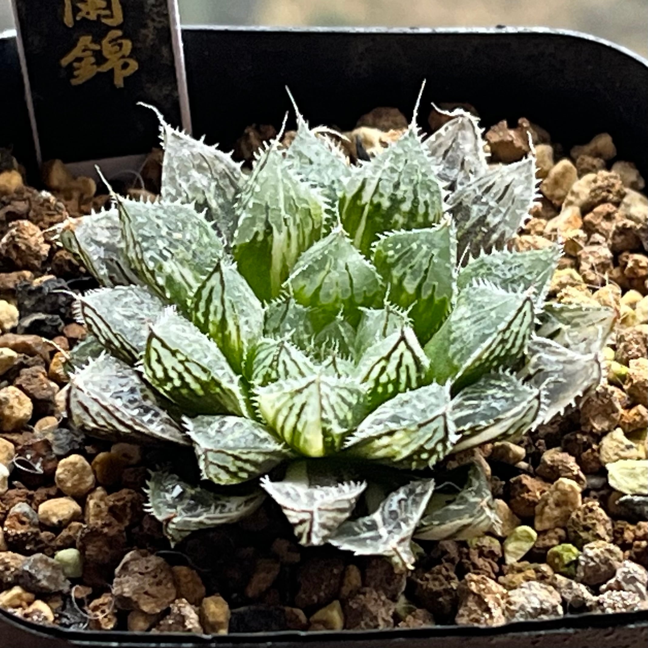 31d ハオルチア　多肉植物　ピグマエアミュータント実生錦　自家繁殖 ハオルチア ピグマエアミュータント錦 | mocono_plants