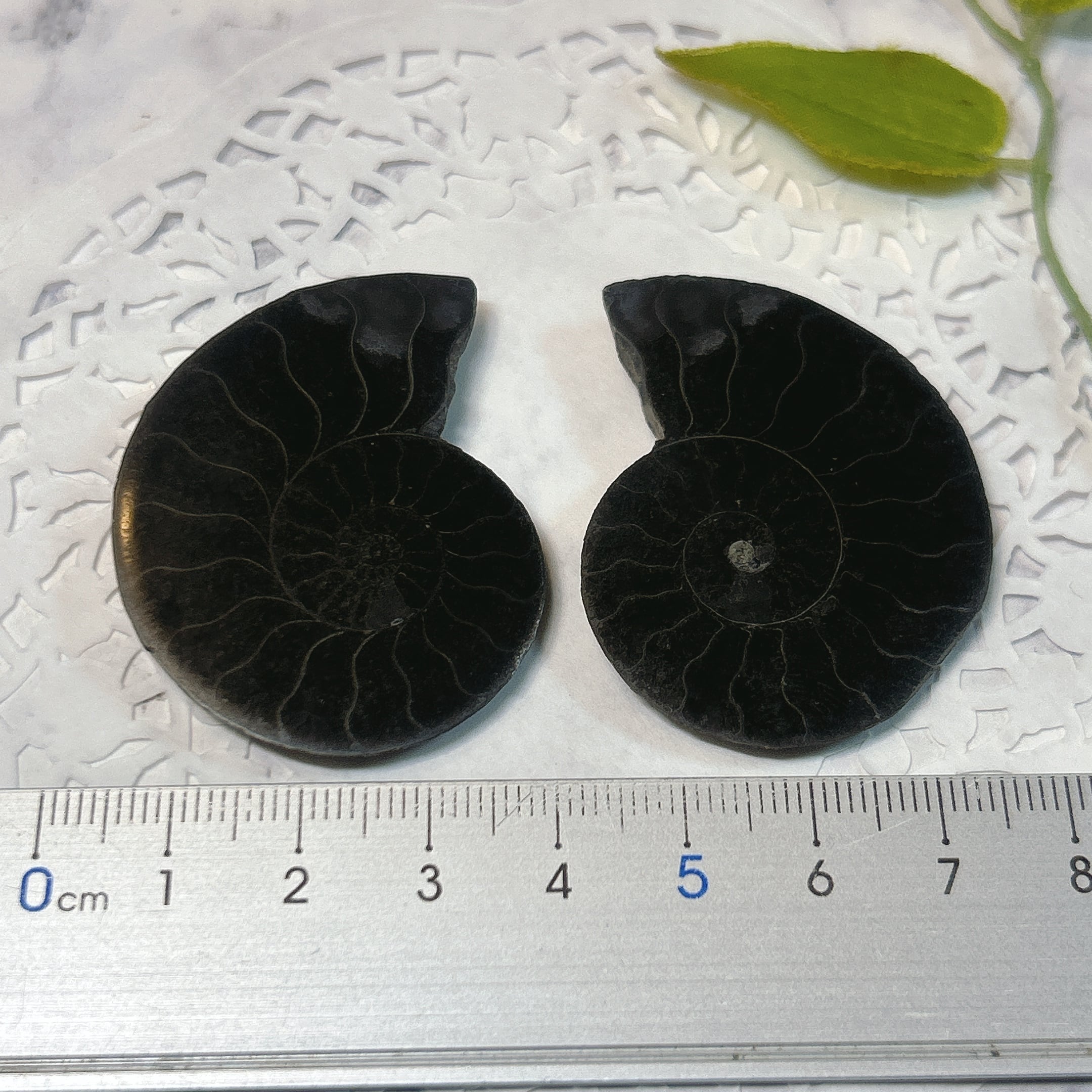 化石]アンモナイト（菊石） | クリスタル・ワールド御徒町店