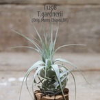 【送料無料】ガルドネリ(Orig. Morro Chapeu,BR)〔エアプランツ〕現品発送T1298