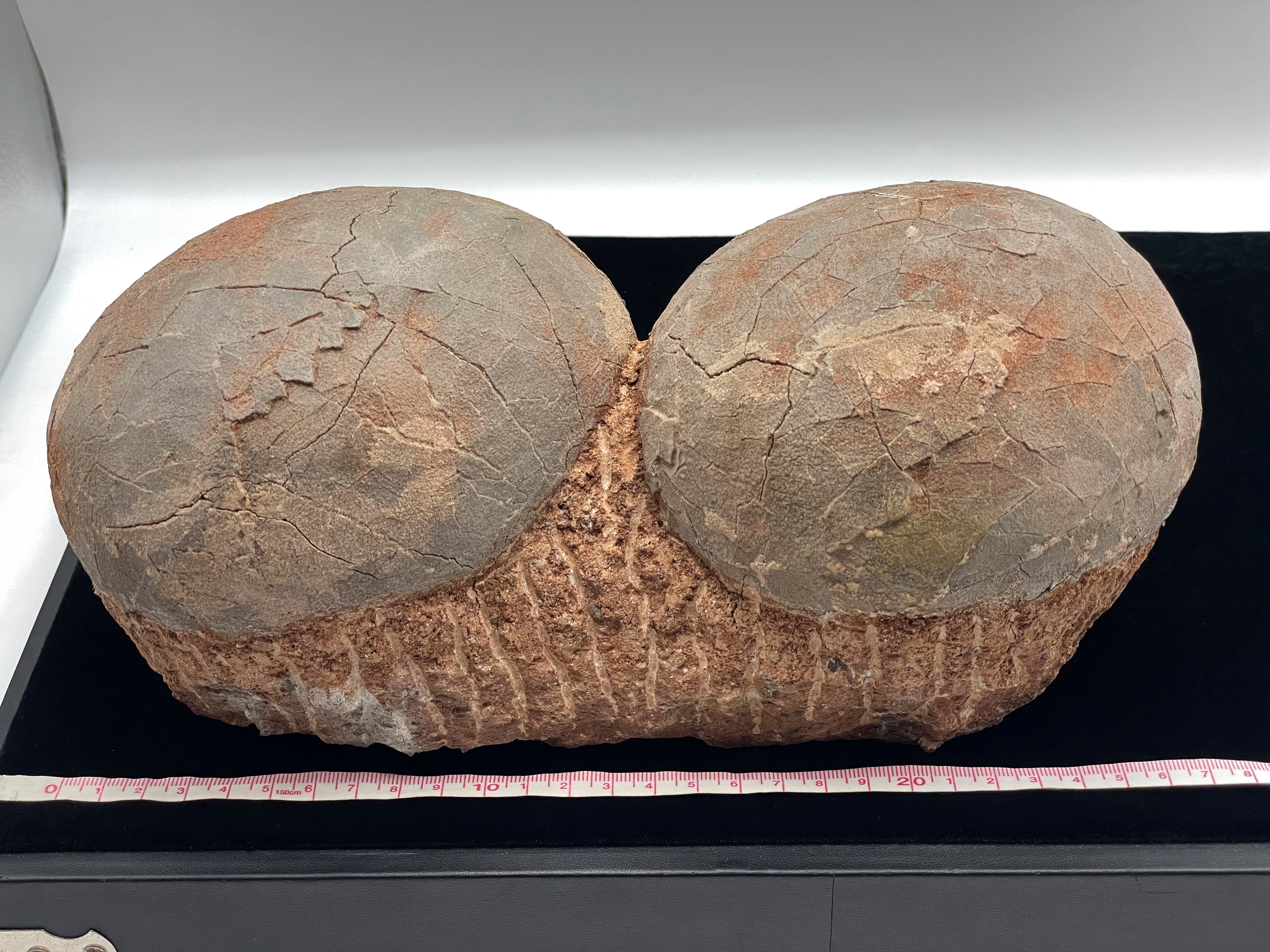 恐竜の卵の化石 恐竜の卵の化石からふ化直前の赤ちゃん 鳥のひなそっくりの姿勢