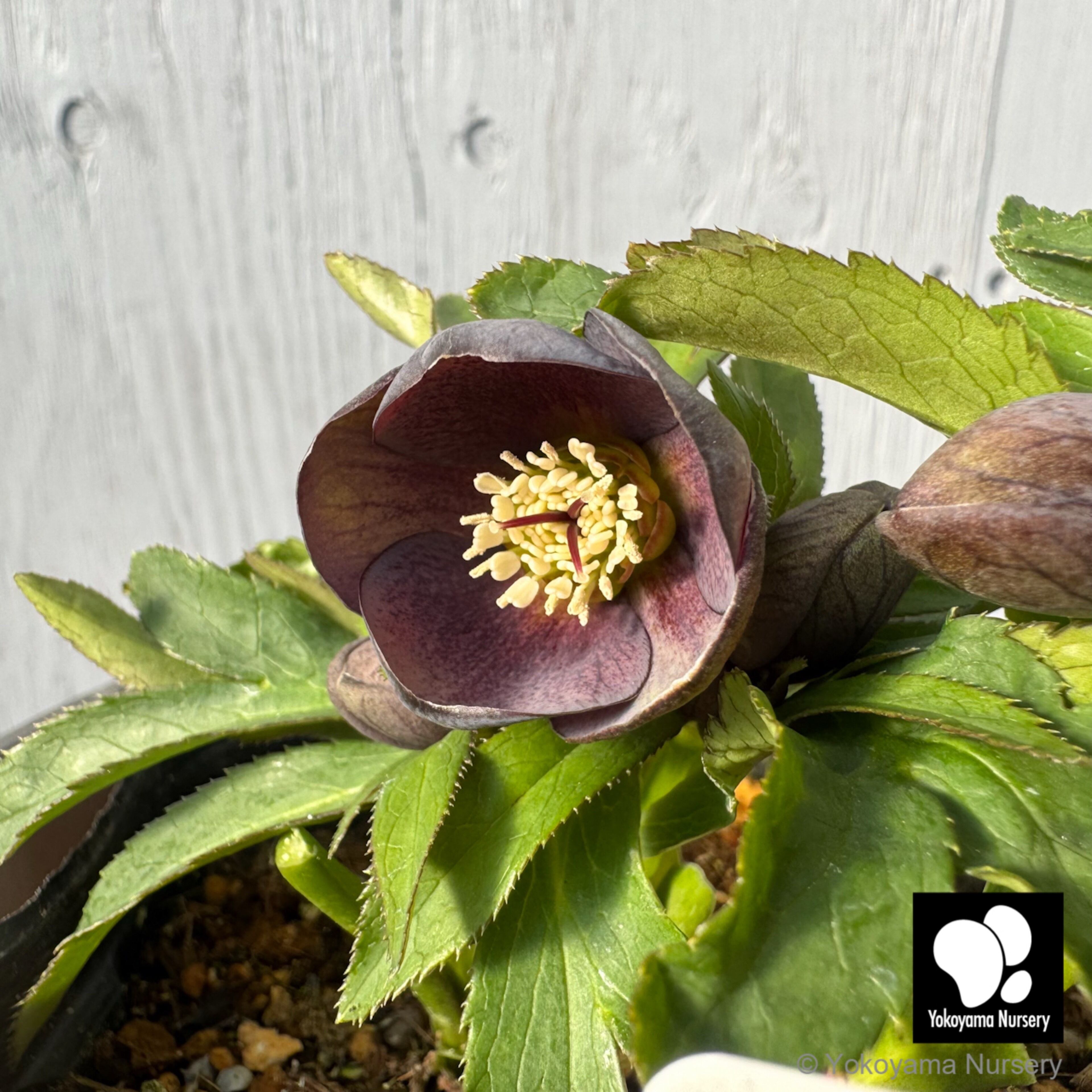 抽選販売】［14］ クリスマスローズ プチドール グレー スポット 4.5号