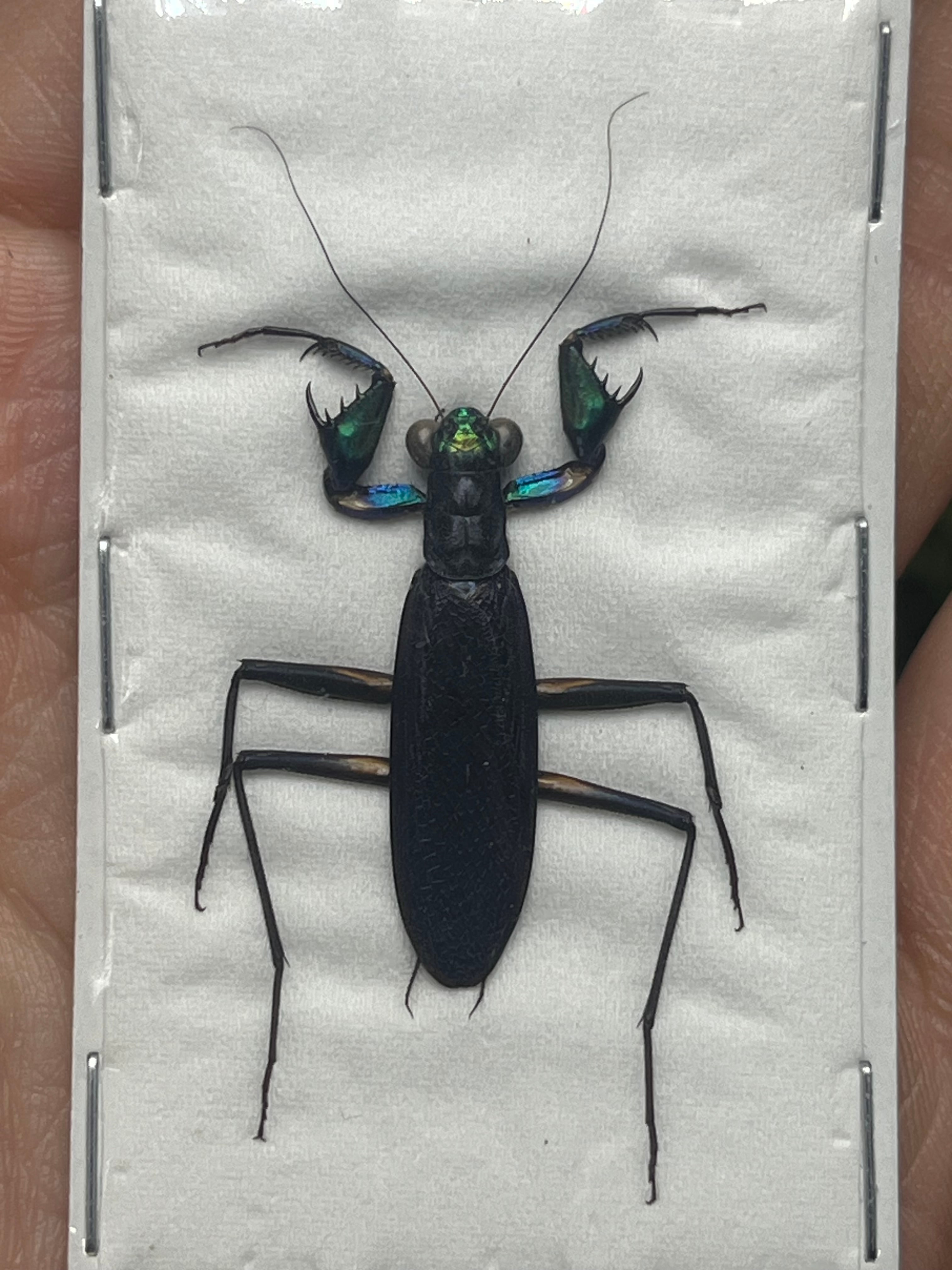 標本 | オモニキチュウ