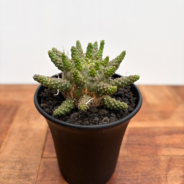 Euphorbia gamkensis 【ユーフォルビア・ガムケンシス】