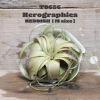 【送料無料】キセログラフィカ M〔エアプランツ〕現品発送T0656