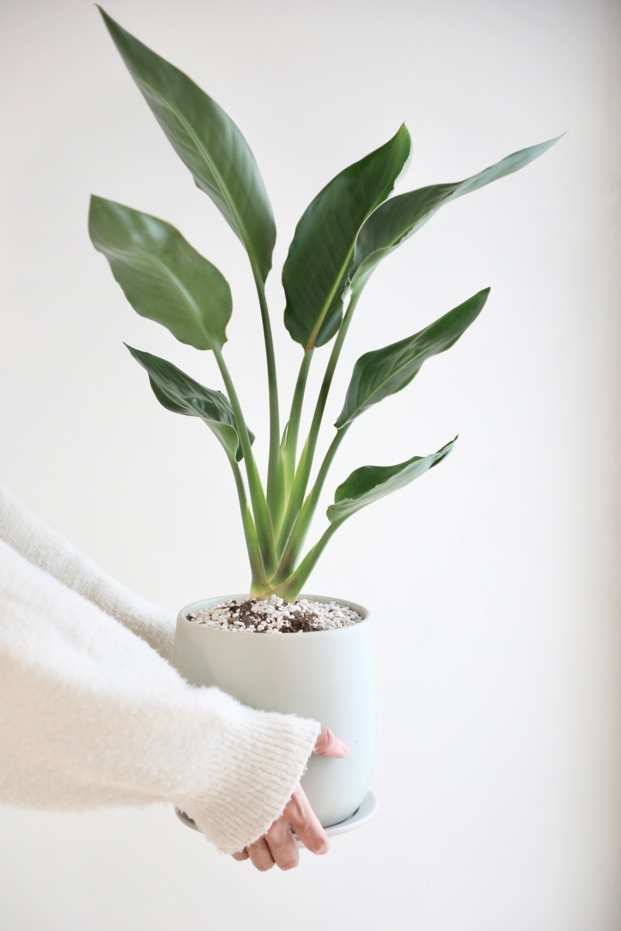 【M】ストレリチア レギネ/Strelitzia  reginae　※陶器鉢付き