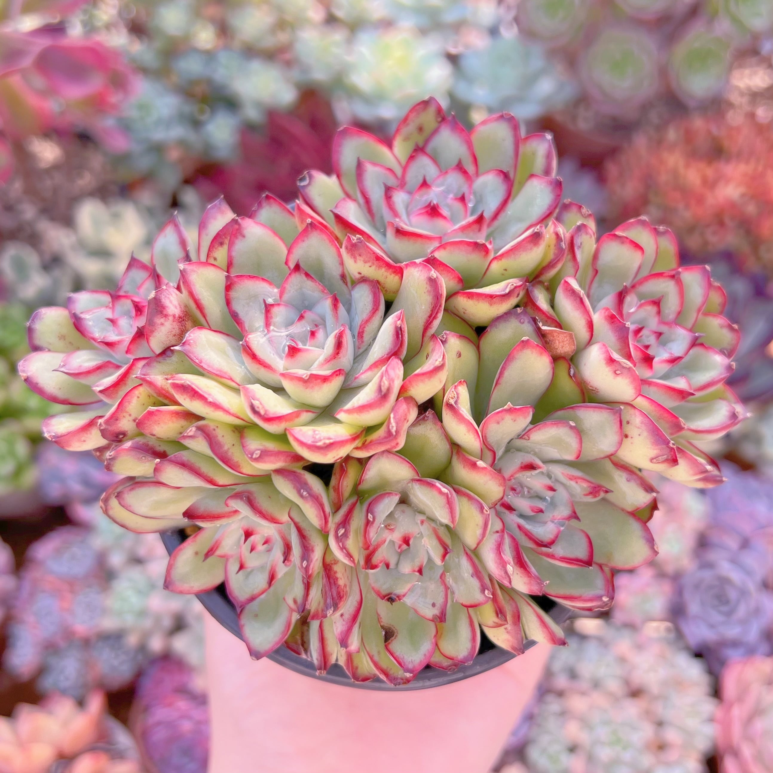 現品　メキシコプリトニス#052    群生　るる農園