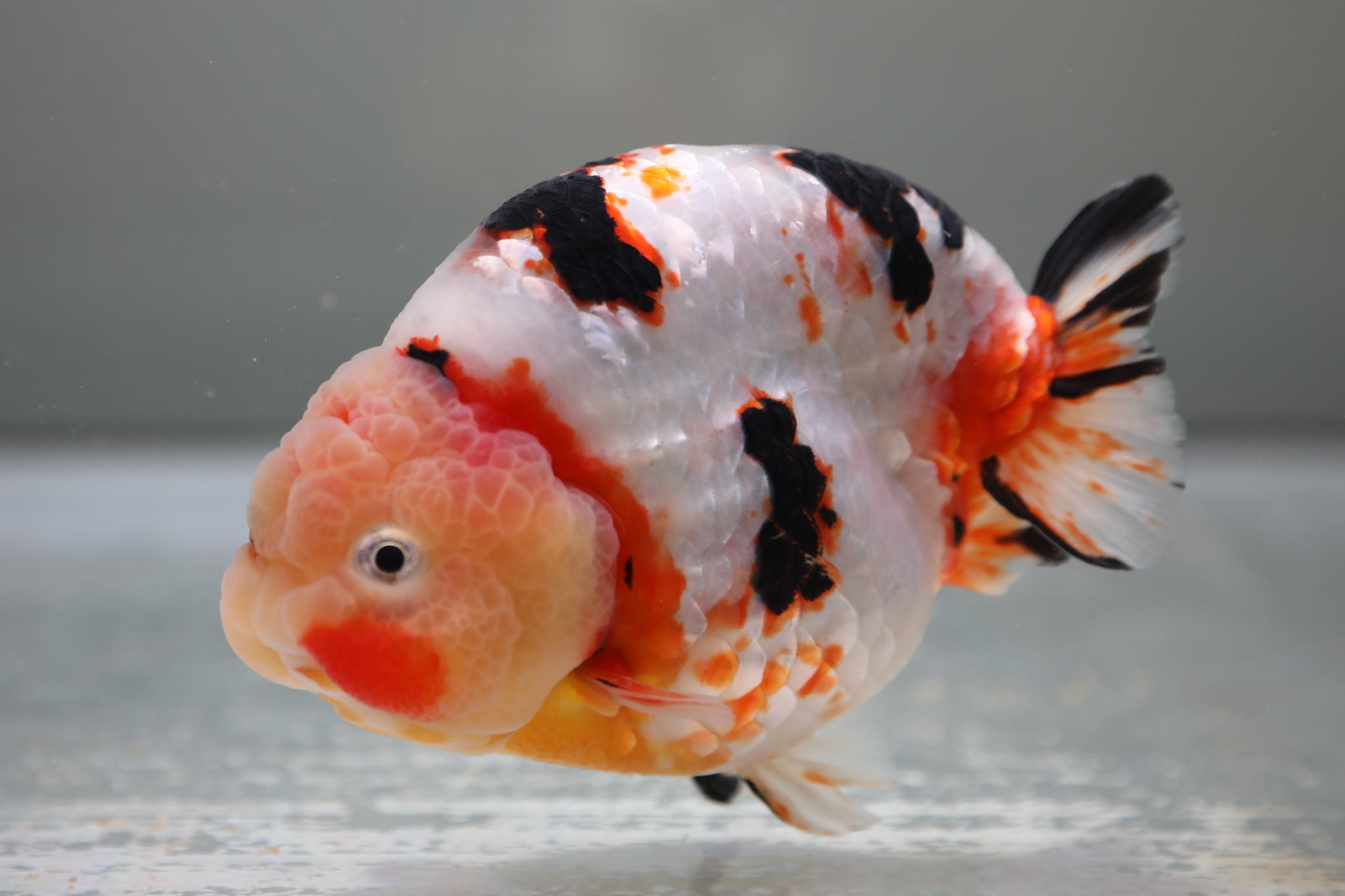 中国らんちゅう 江戸錦 16.0cm | 金魚大地