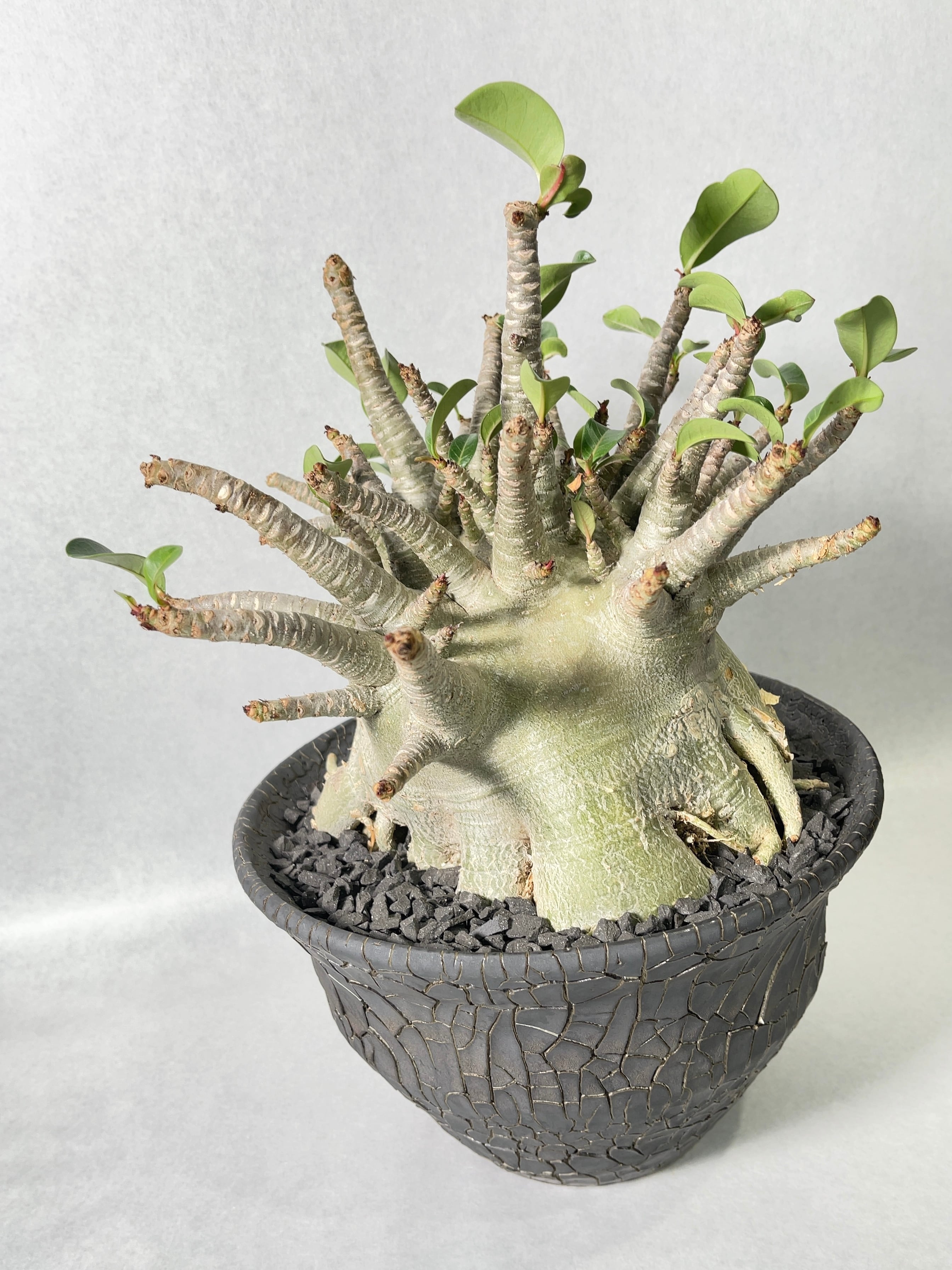 アデニウム・トンモン | trigger