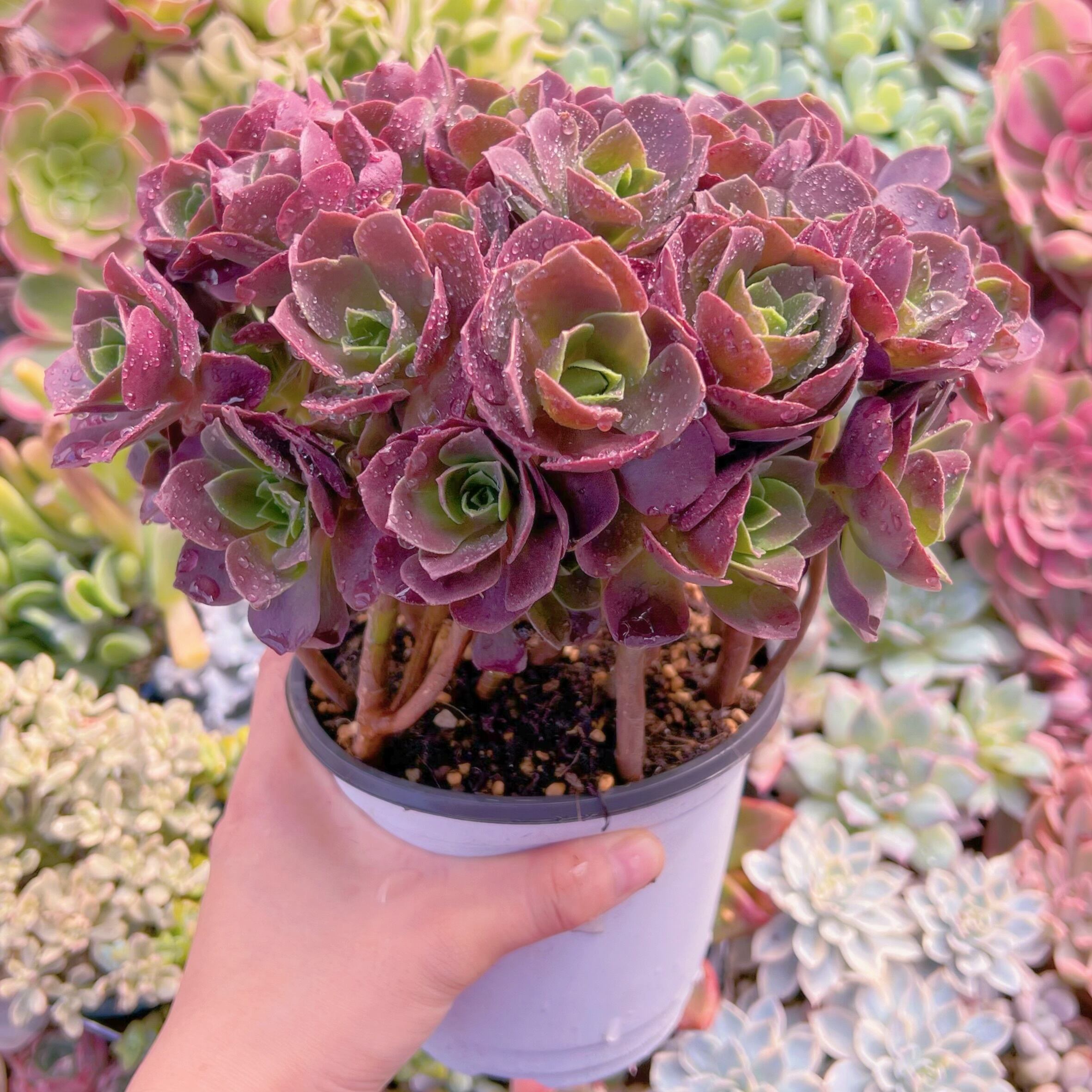 現物 マジックローズ#717 特大群生 新入荷 | るる農園~多肉植物専門