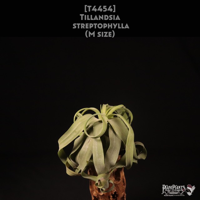 【送料別】Adenium Thai Arabicum "Black" (3.5pot size) 〔アデニウム〕現品発送AD004